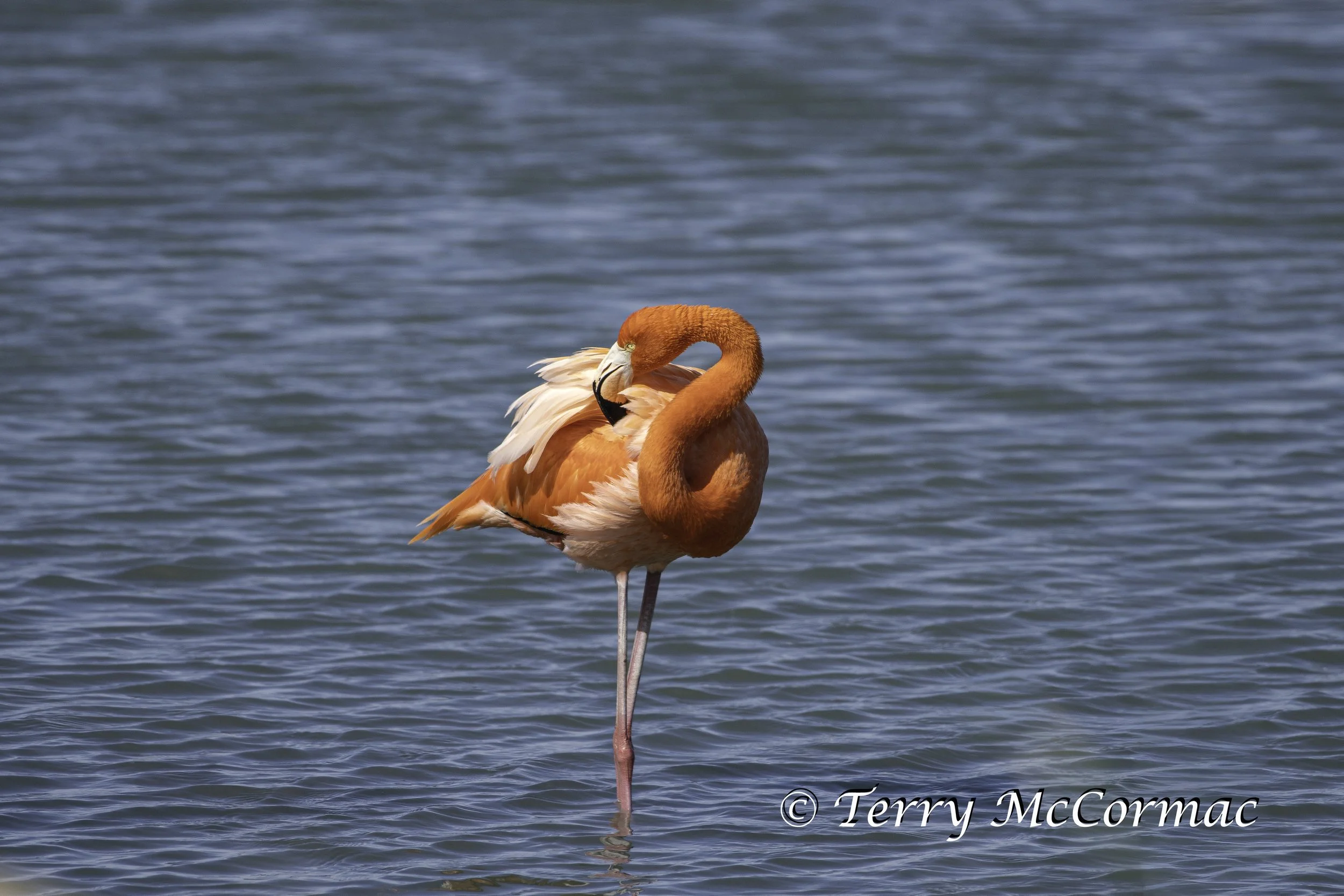 American Flamingo