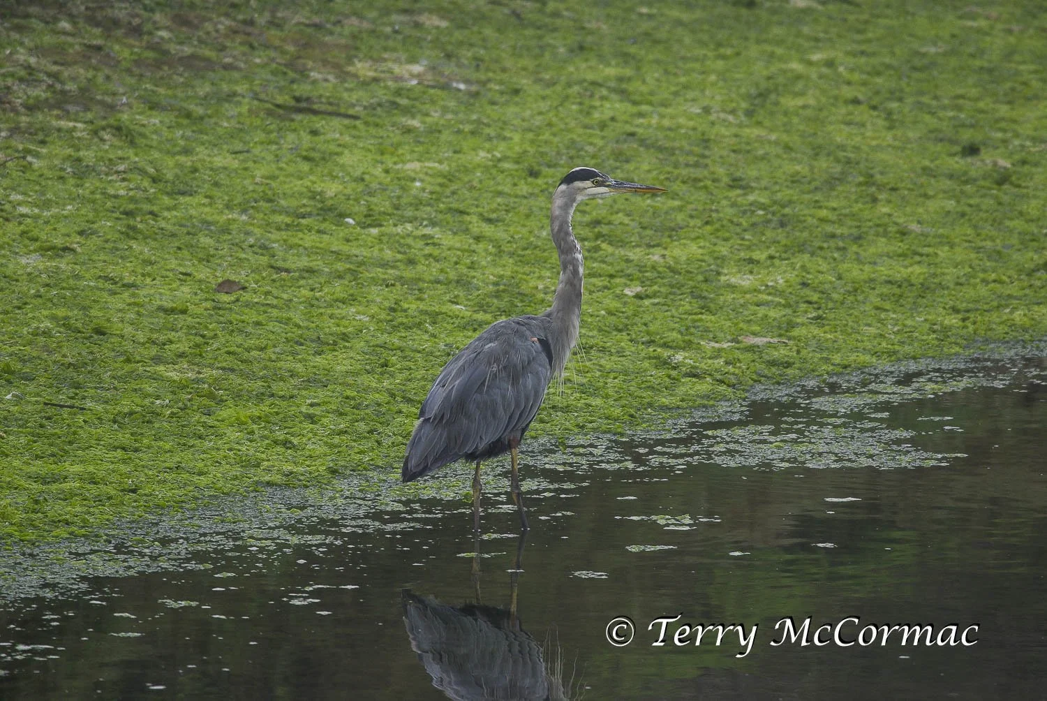 Great Blue Heron, Moss Landing CA