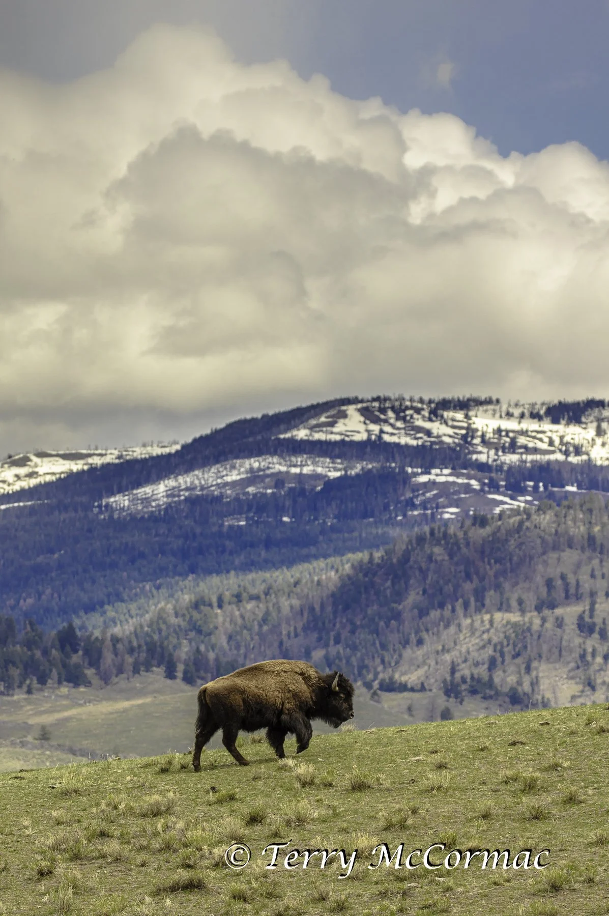 Bison in Lamar Valley,  Yellowstone National Park, WY
