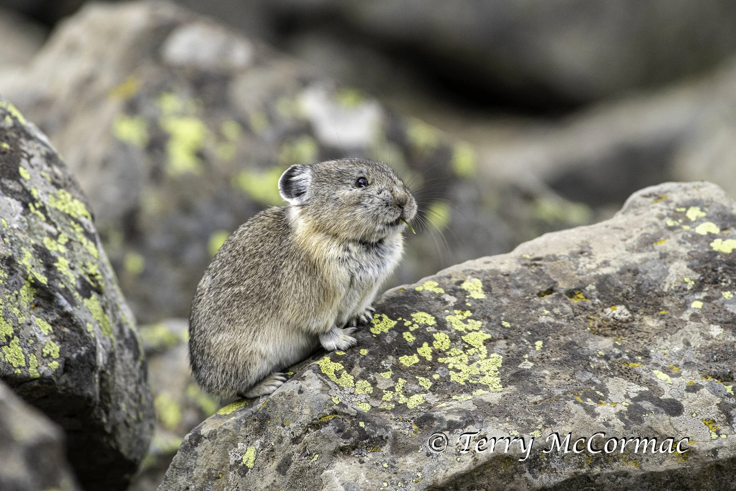 Pika, Yellowstone National Park, WY