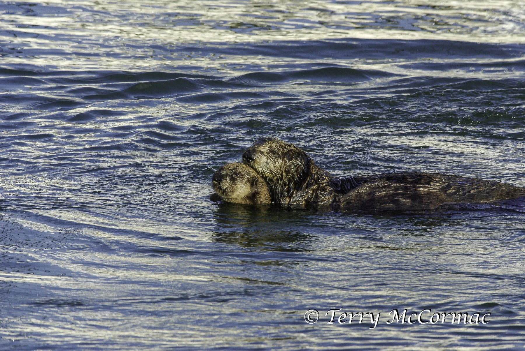 Young Sea Otter eating shell fish, Moss Landing, CA