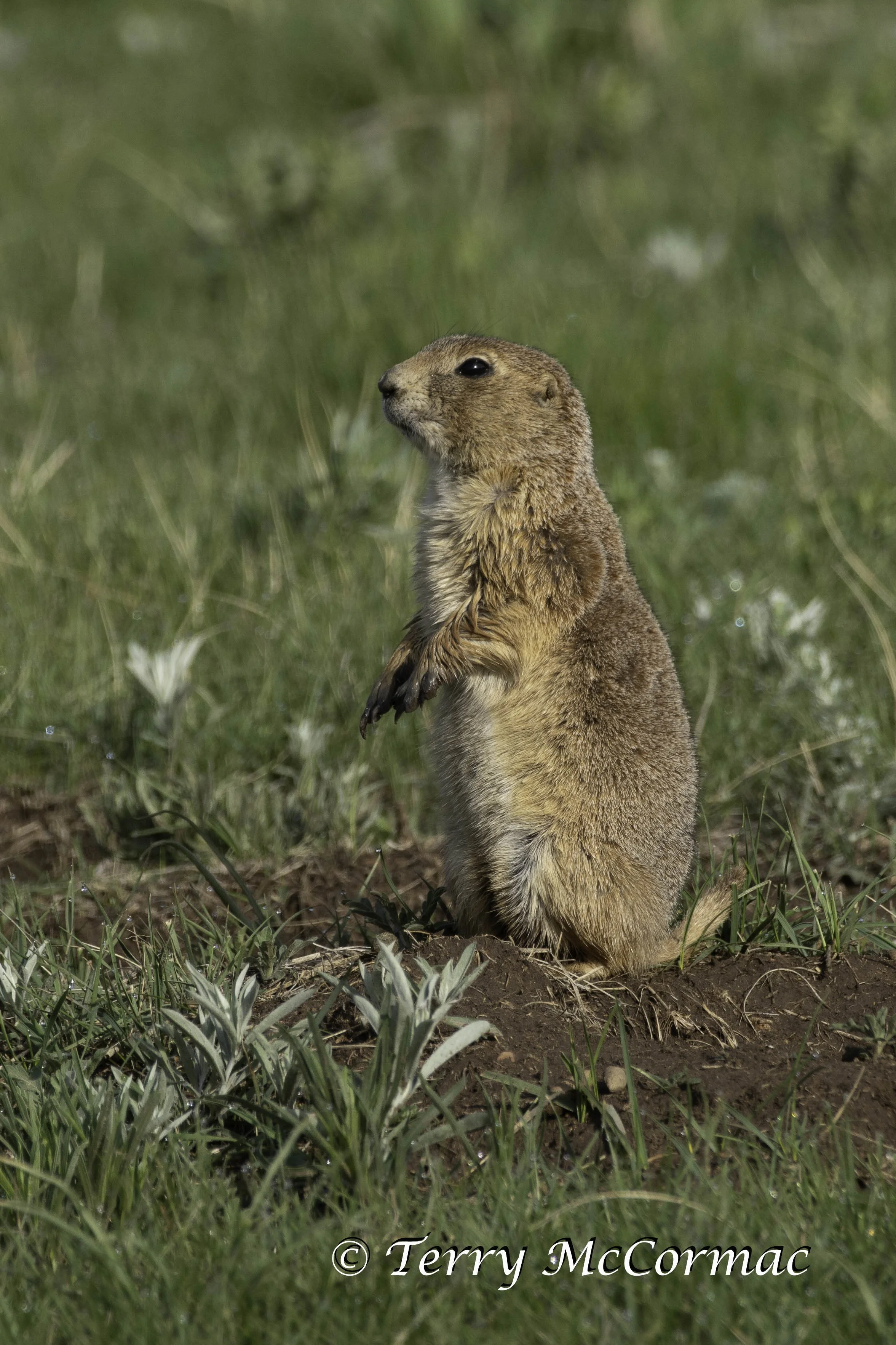 Black-Tailed Prairie Dog, Badlands National Park, South Dakota