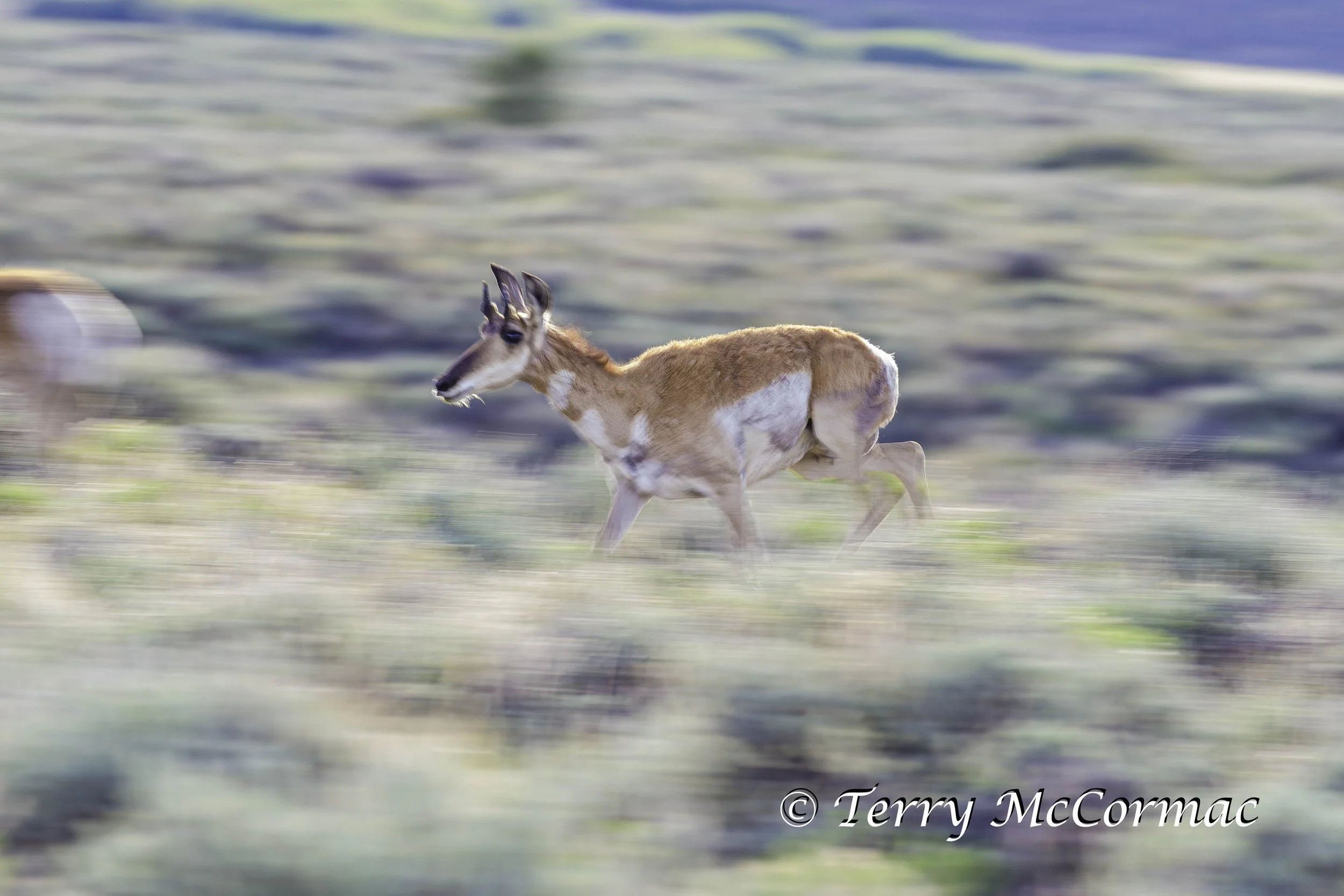 Pronghorn on the run, Hart Mount National Antelope Refuge, OR
