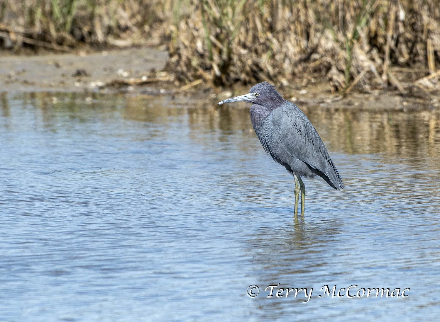 Little Blue Heron, Texas