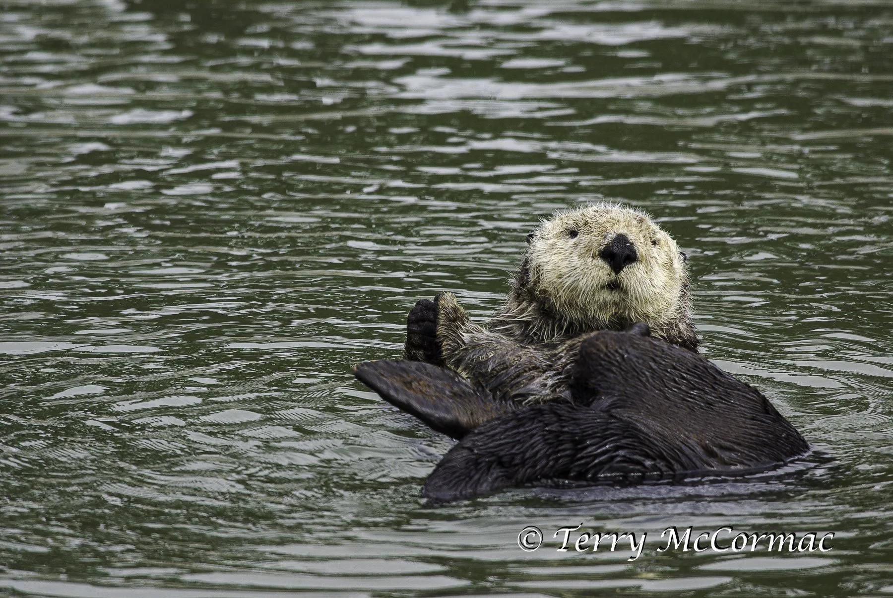Sea Otter, Moss Landing, CA