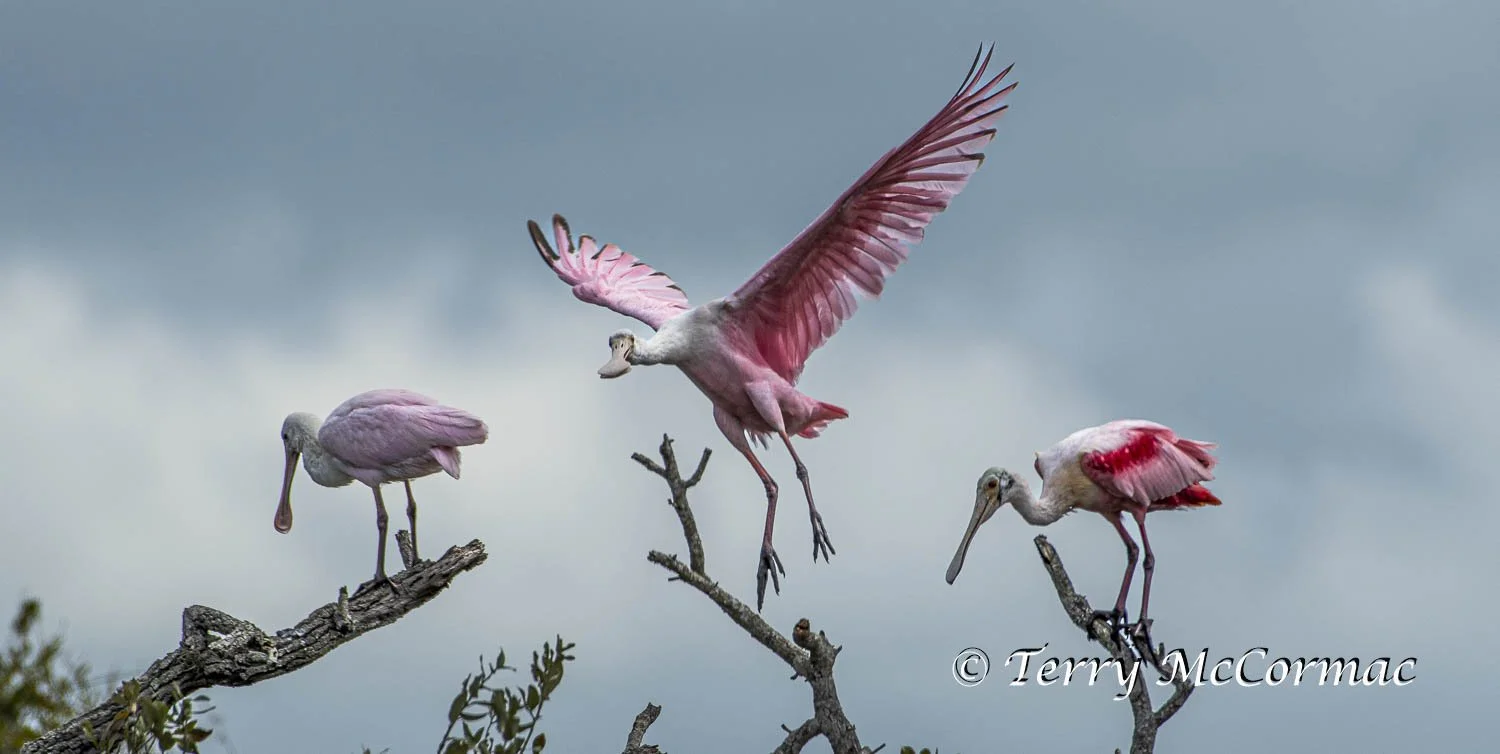 Roseate Spoonbill  Aransas National Wildlife Refuge, Texas