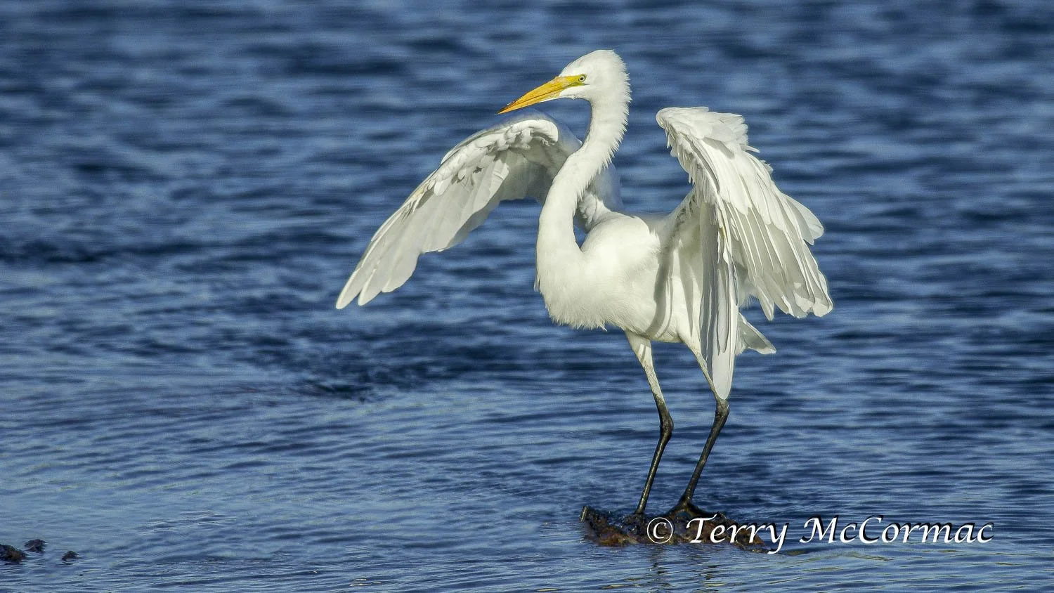 Great Egret, Moss Landing CA