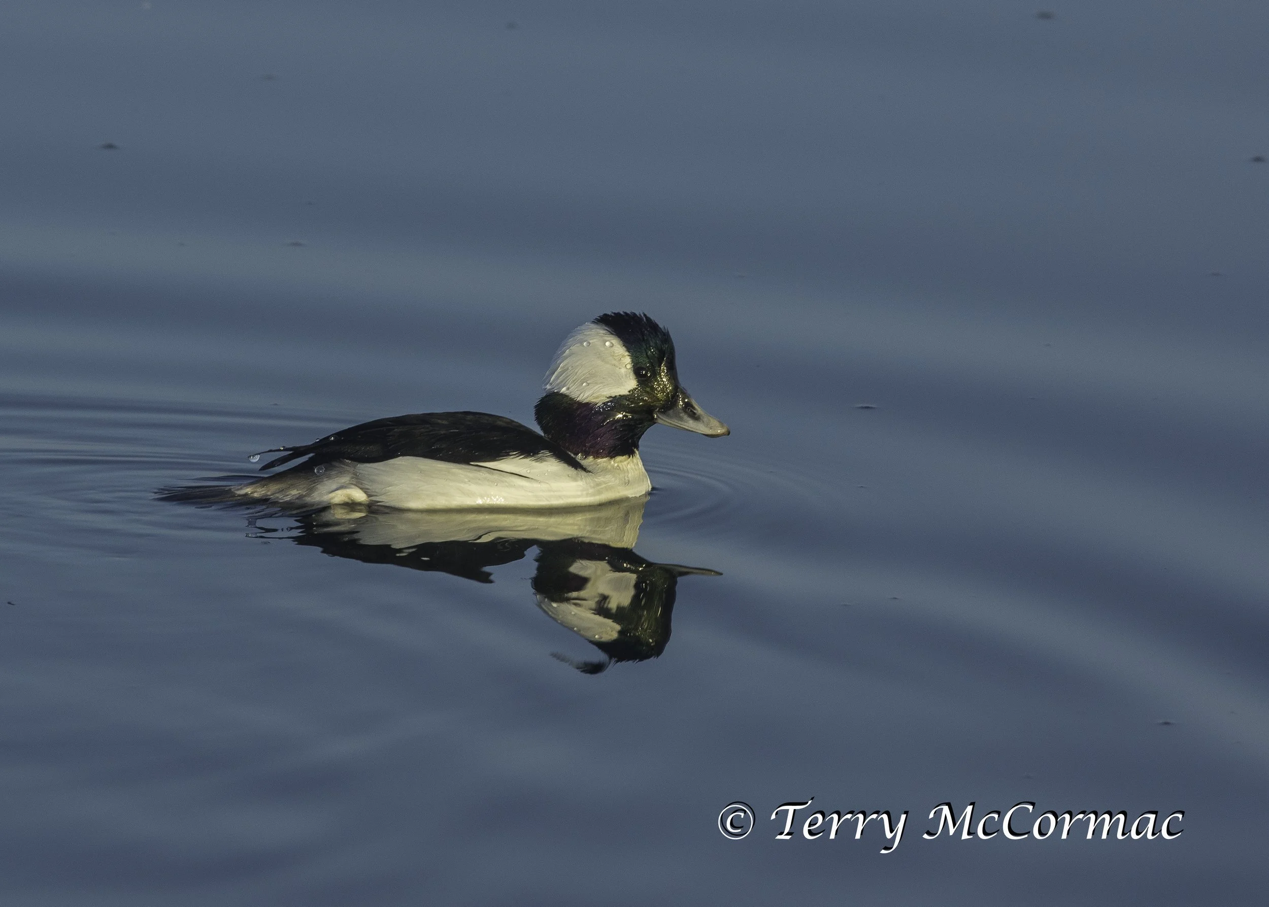 Bufflehead