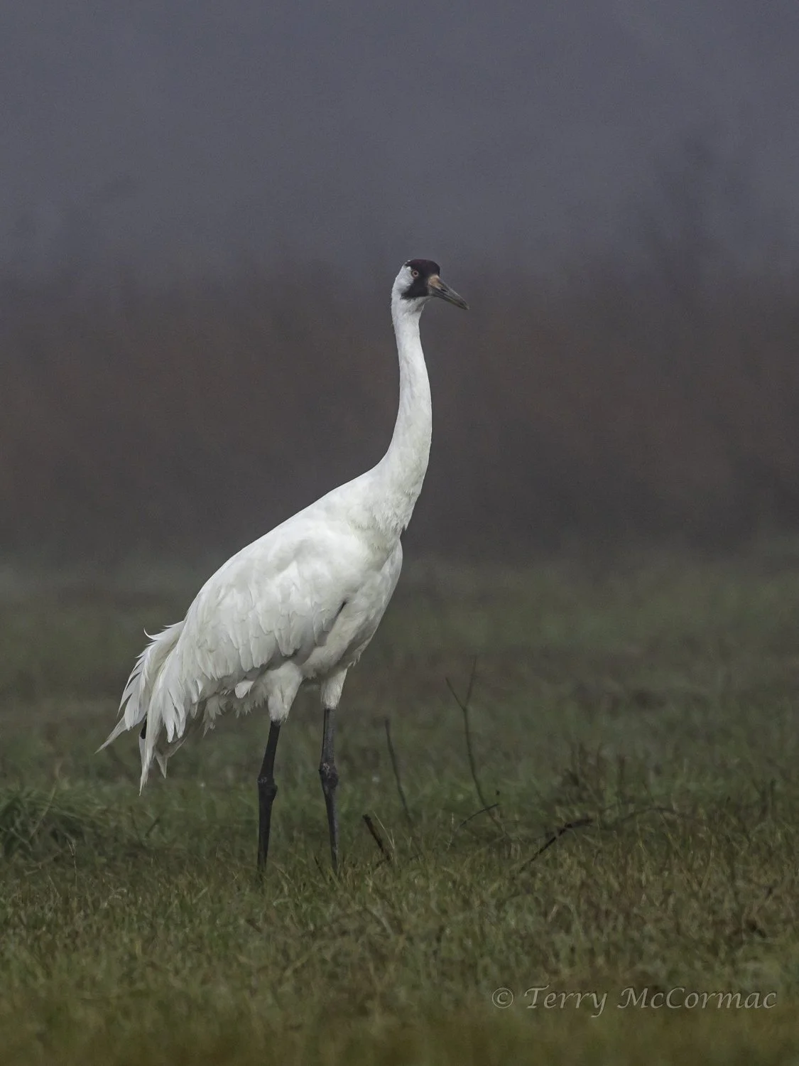 Whooping Crane, Goose Island, Texas