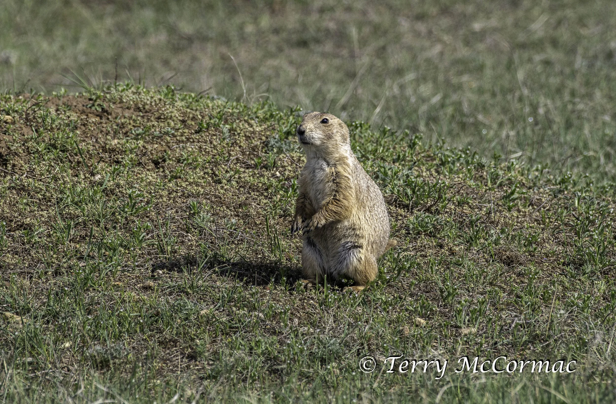 Black-Tailed Prairie Dog, Devils Tower, Wyoming