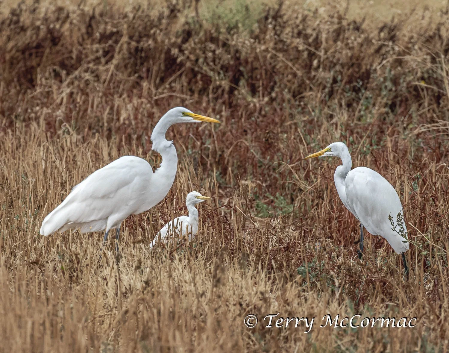 "The Family!" Great Egrets