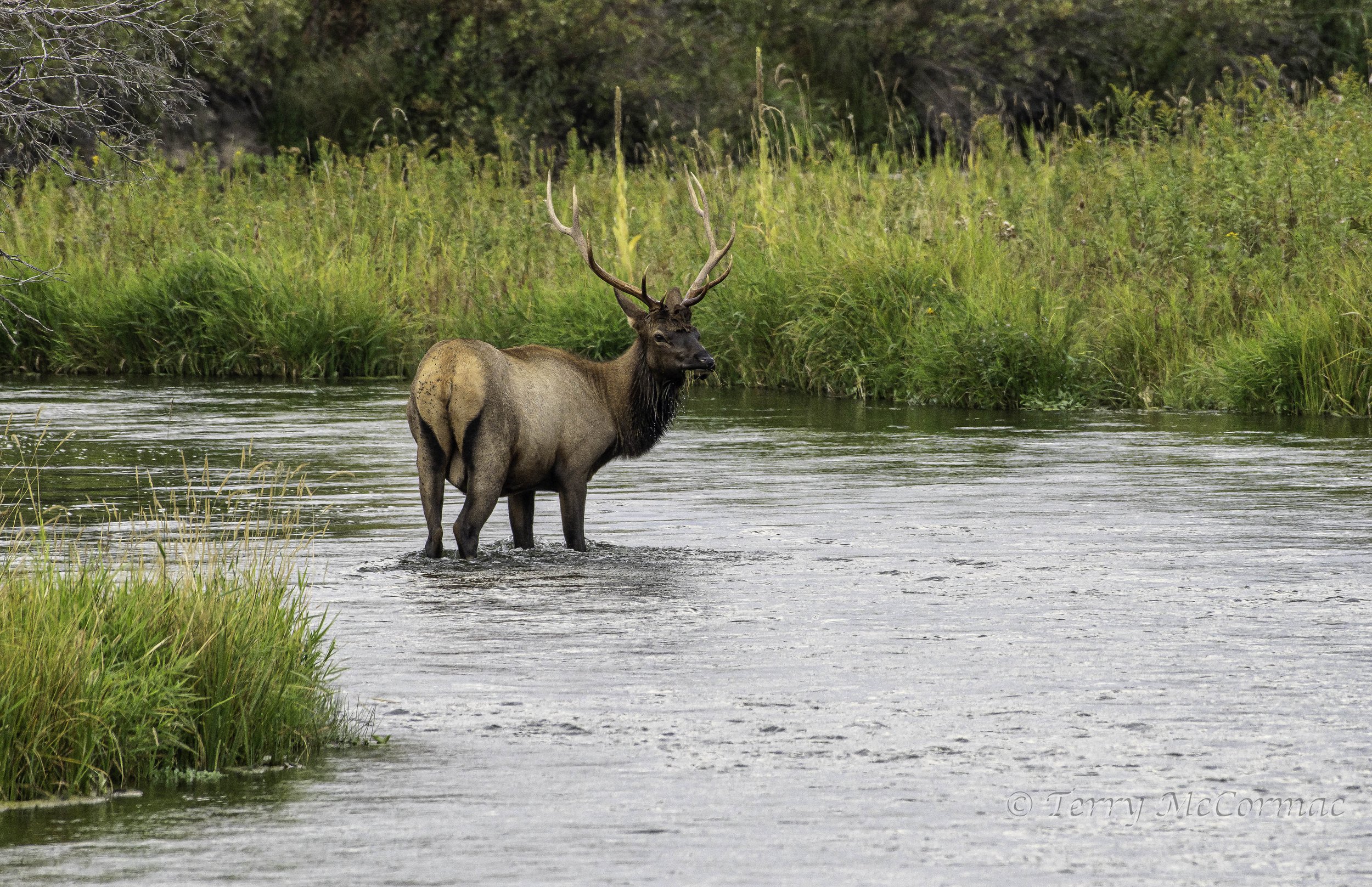 Bull Elk, The Bison Range