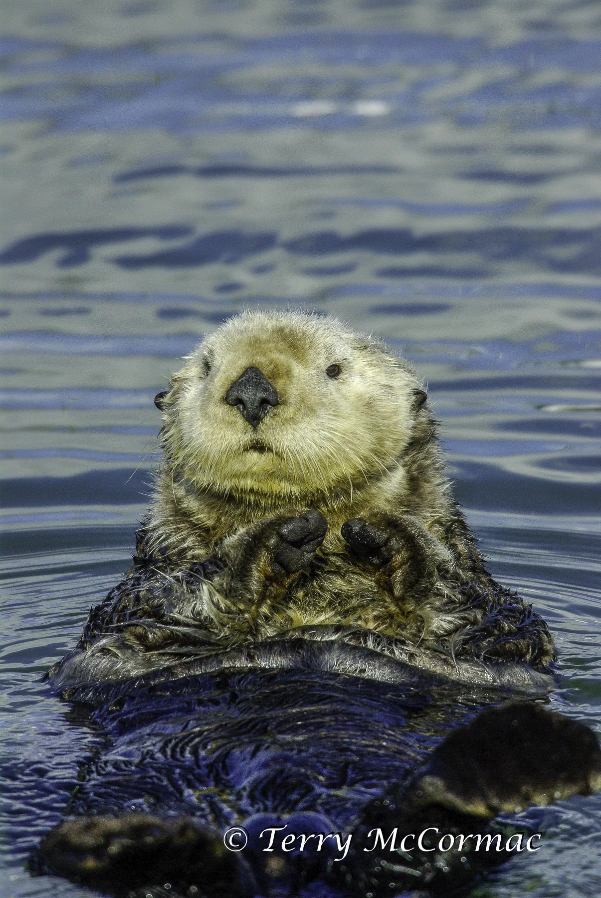 Sea Otter, Moss Landing, CA