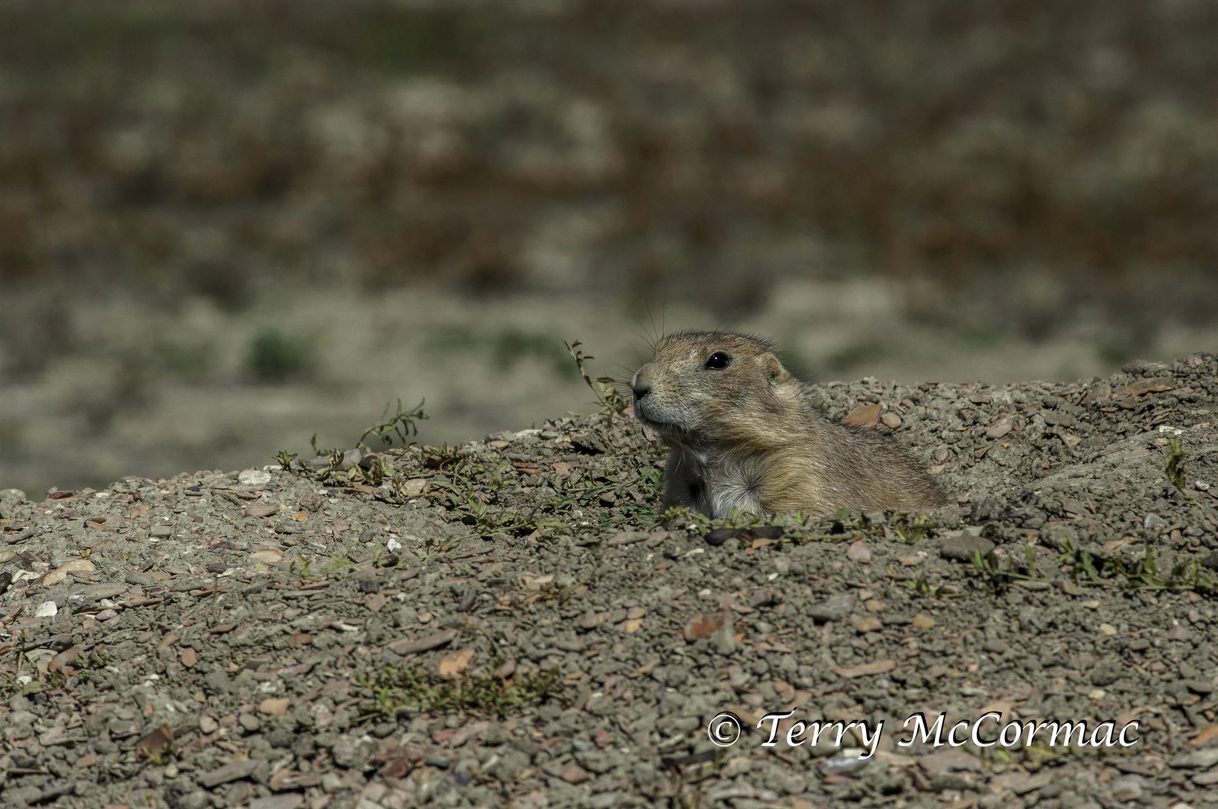 Black-Tailed Prairie Dog(cynomys ludovicianus), Theodore Roosevelt National Park, North Dakota
