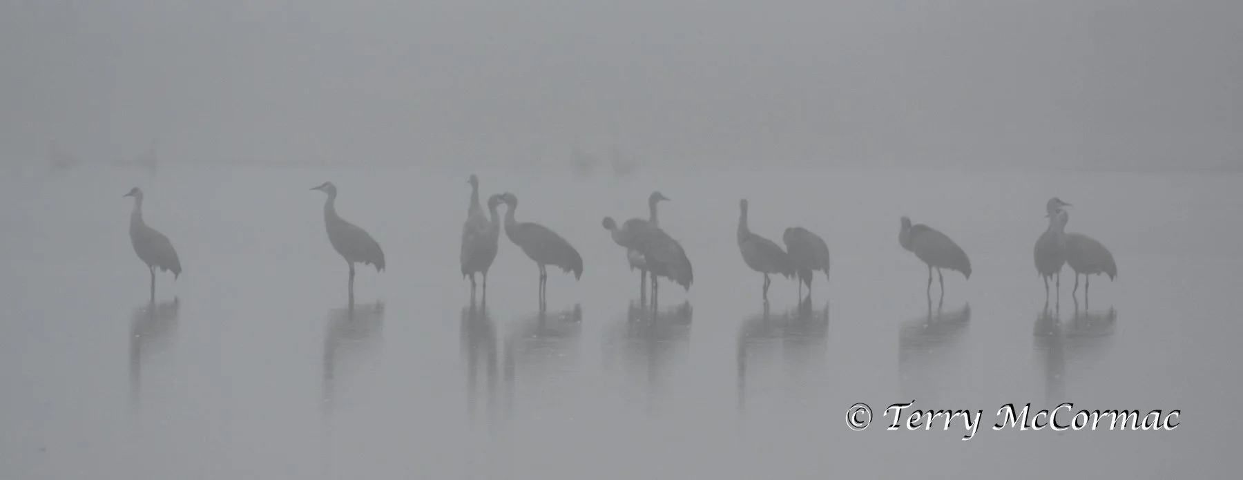 Sandhill Cranes in the Fog