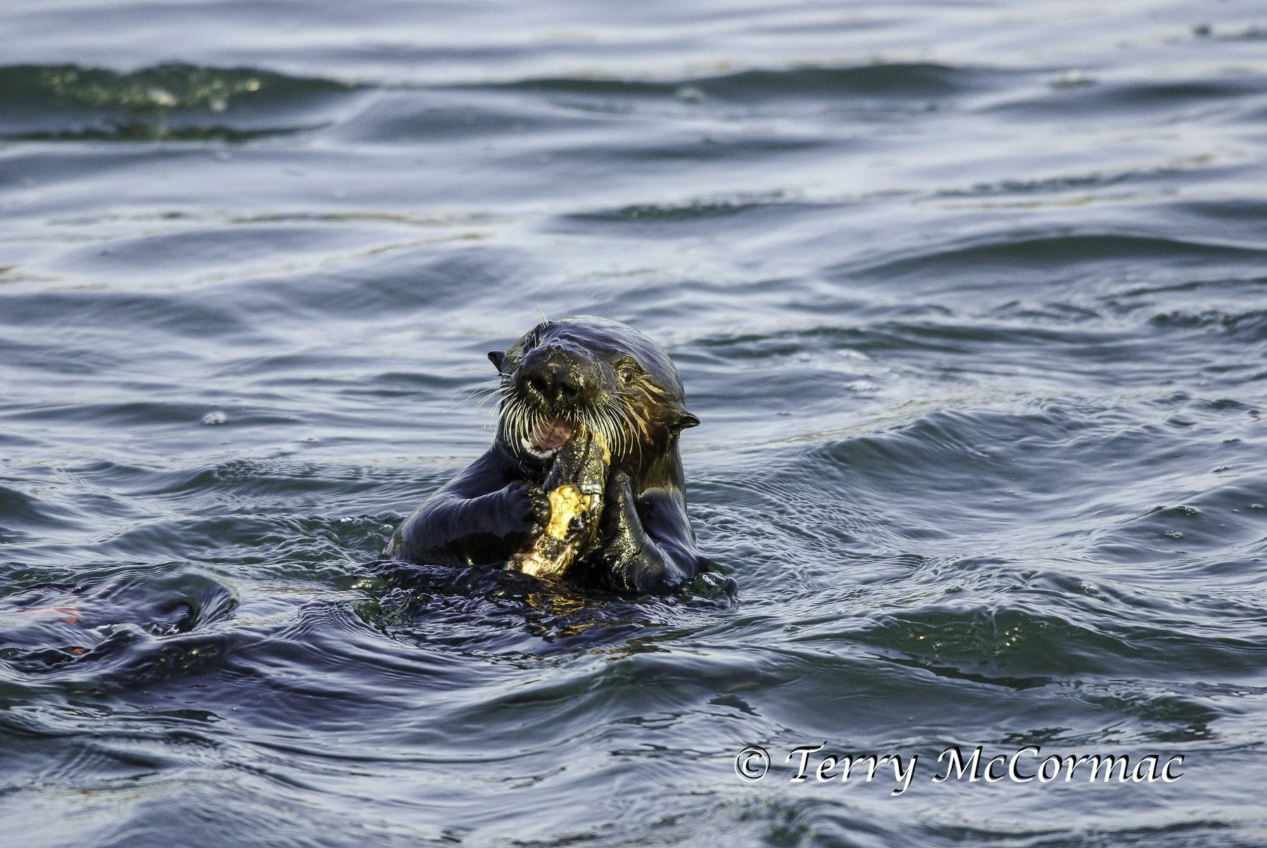 Young Sea Otter eating shell fish, Moss Landing, CA
