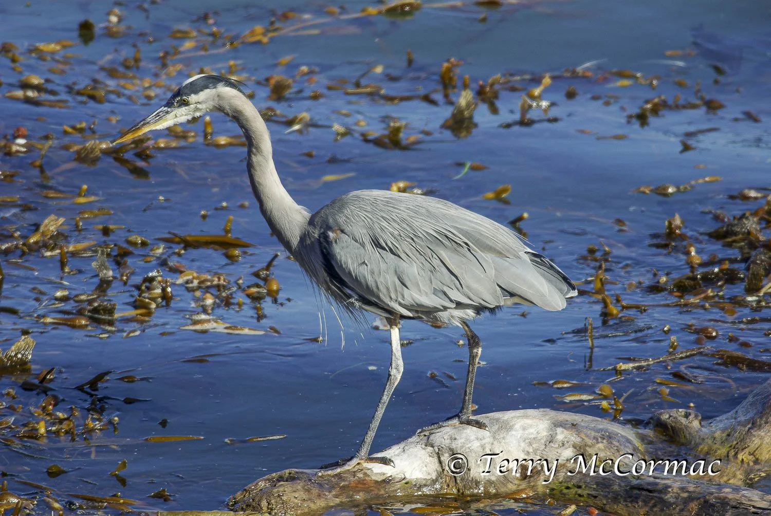 Great Blue Heron, Point Lobos State Reserve CA
