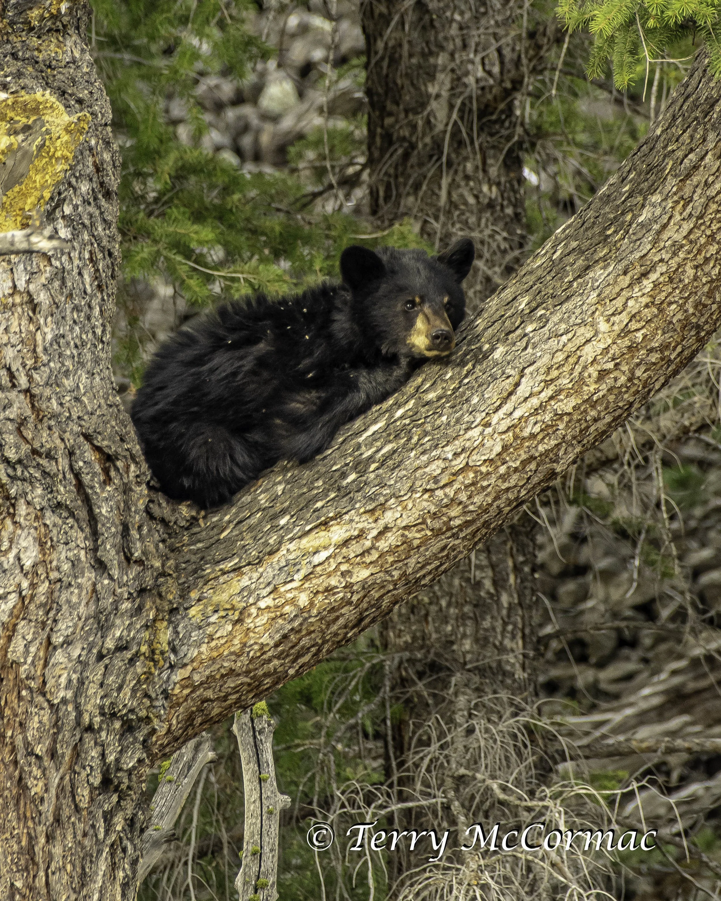 Black Bear one year old cub, Yellowstone National Park, WY
