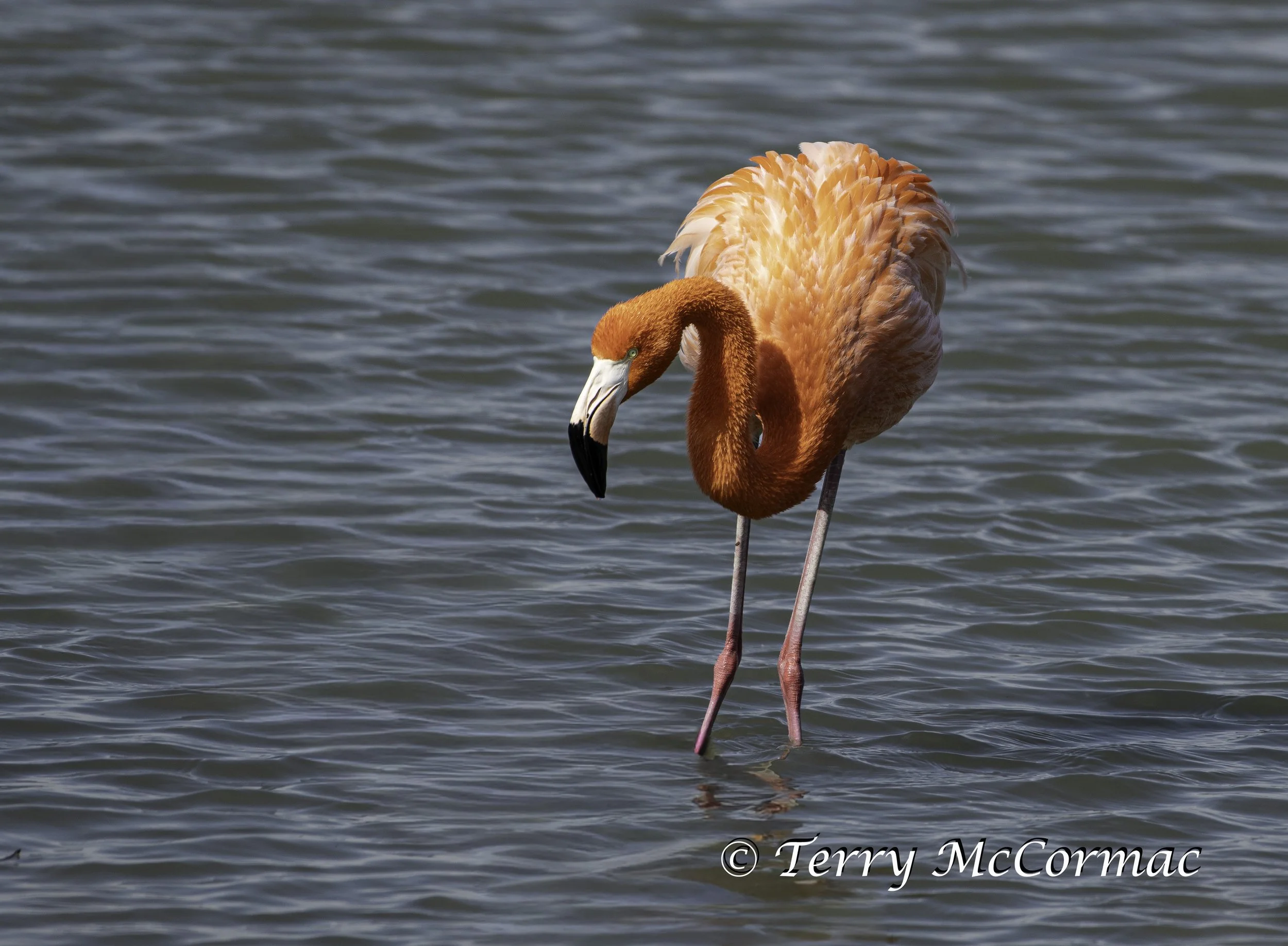 American Flamingo