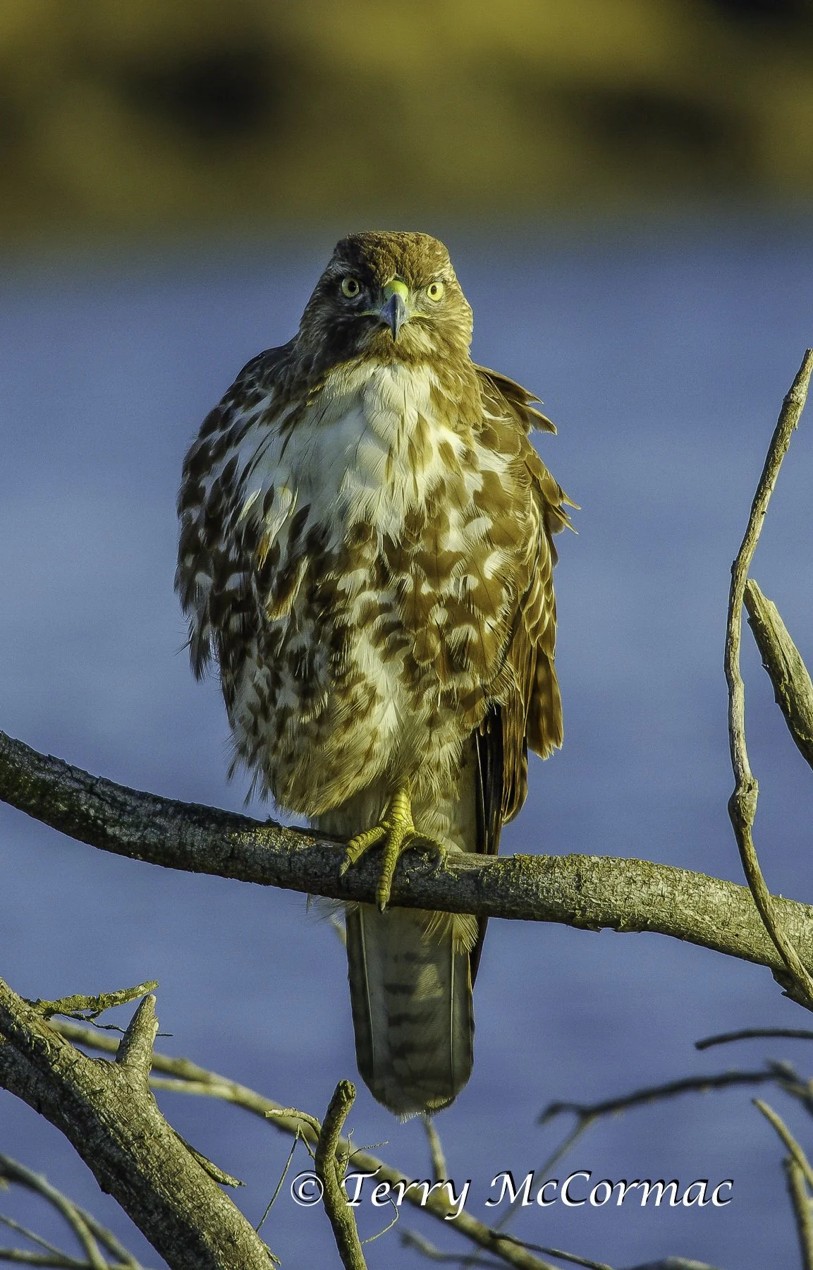 Red-tailed Hawk, Moss Landing, CA