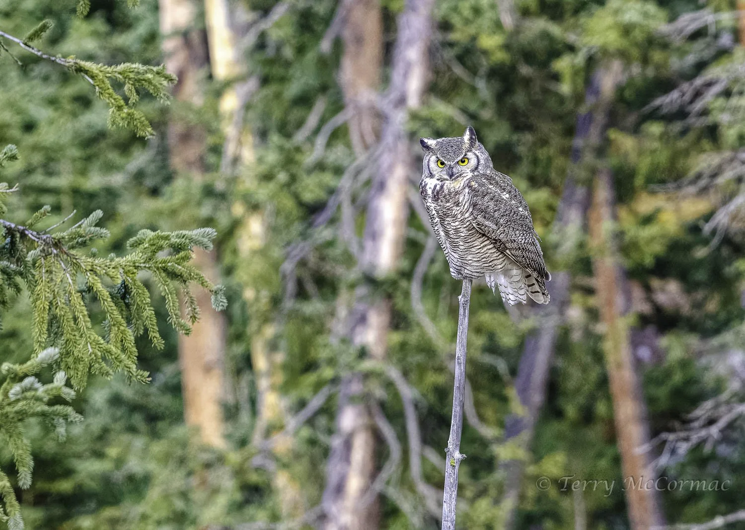 Subarctic Great Horned Owl,  Yellowstone