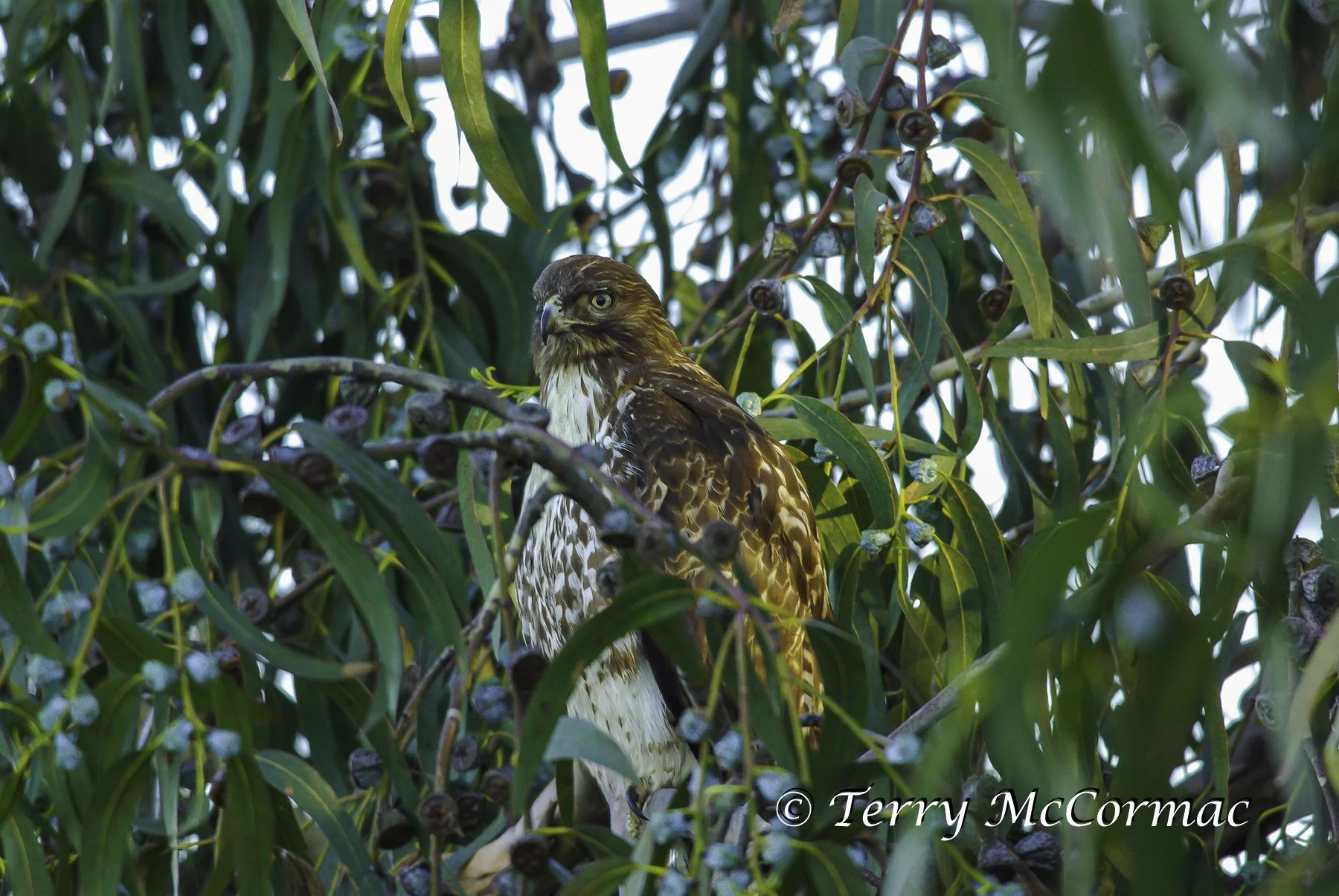 Red-tailed Hawk, Moss Landing, CA