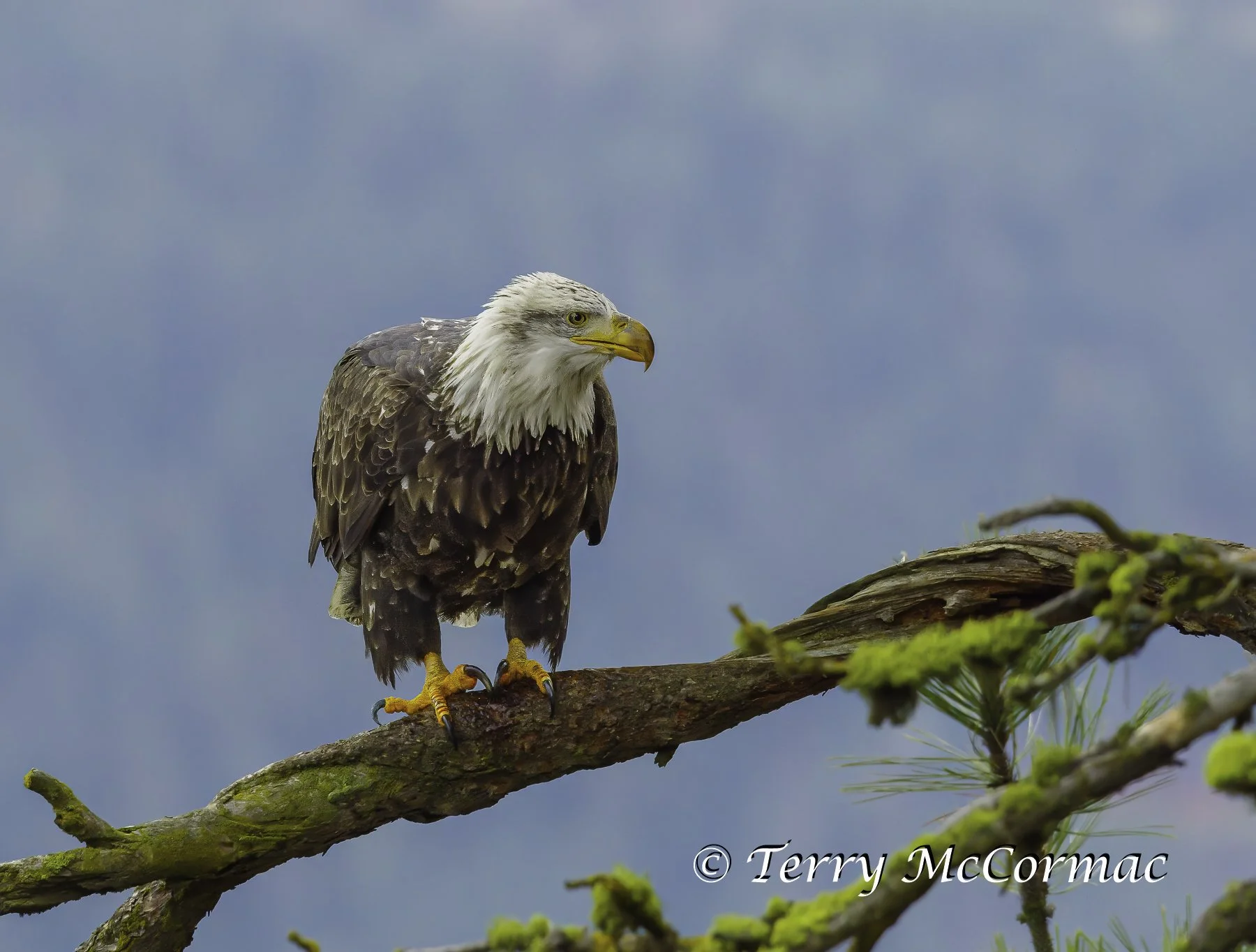 Adult Bald Eagle, Lake Coeur d'Alene, Idaho
