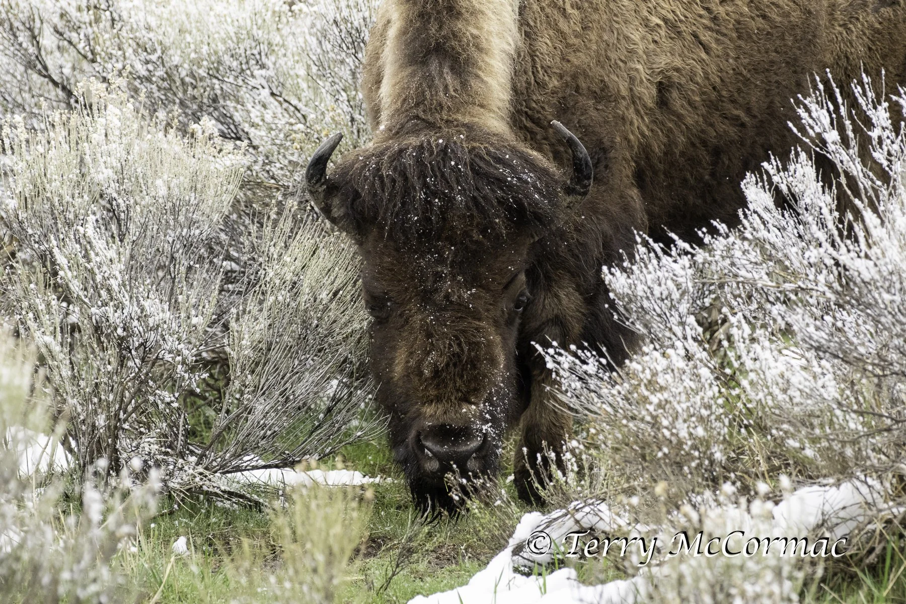 Bison Yellowstone National Park, WY