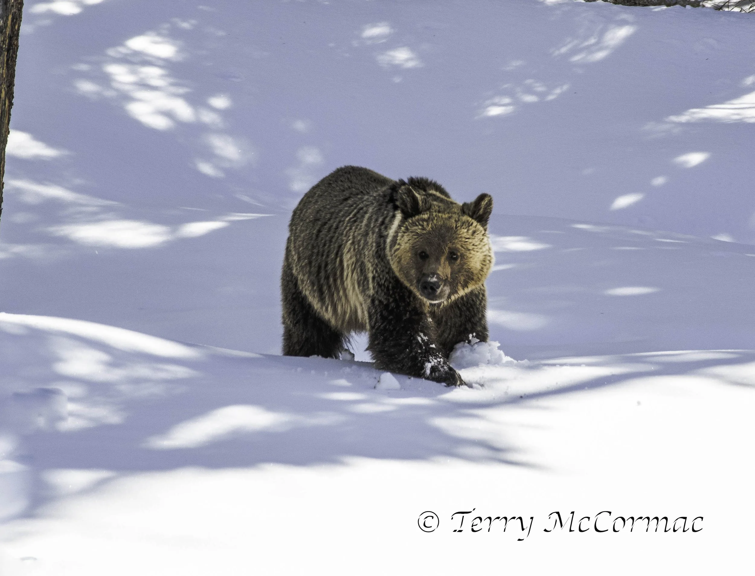Grizzly Bear in Spring snow Yellowstone National Park, WY