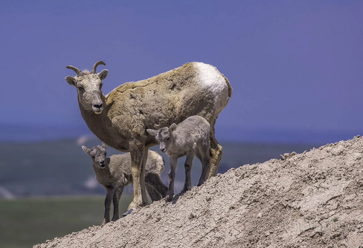 Female with Young Bighorn Sheep, Badlands National Park, SD