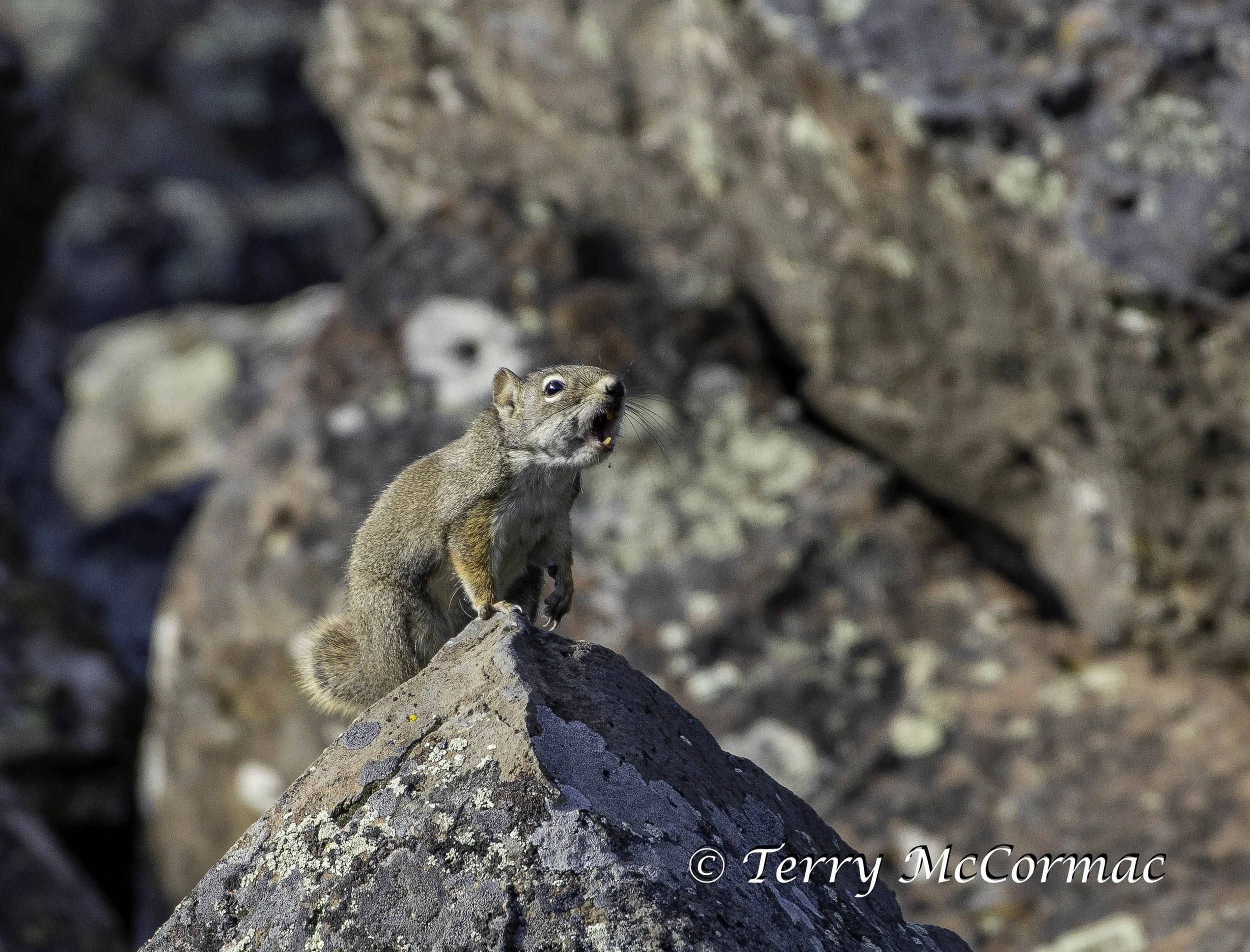 Pika, Yellowstone National Park, WY