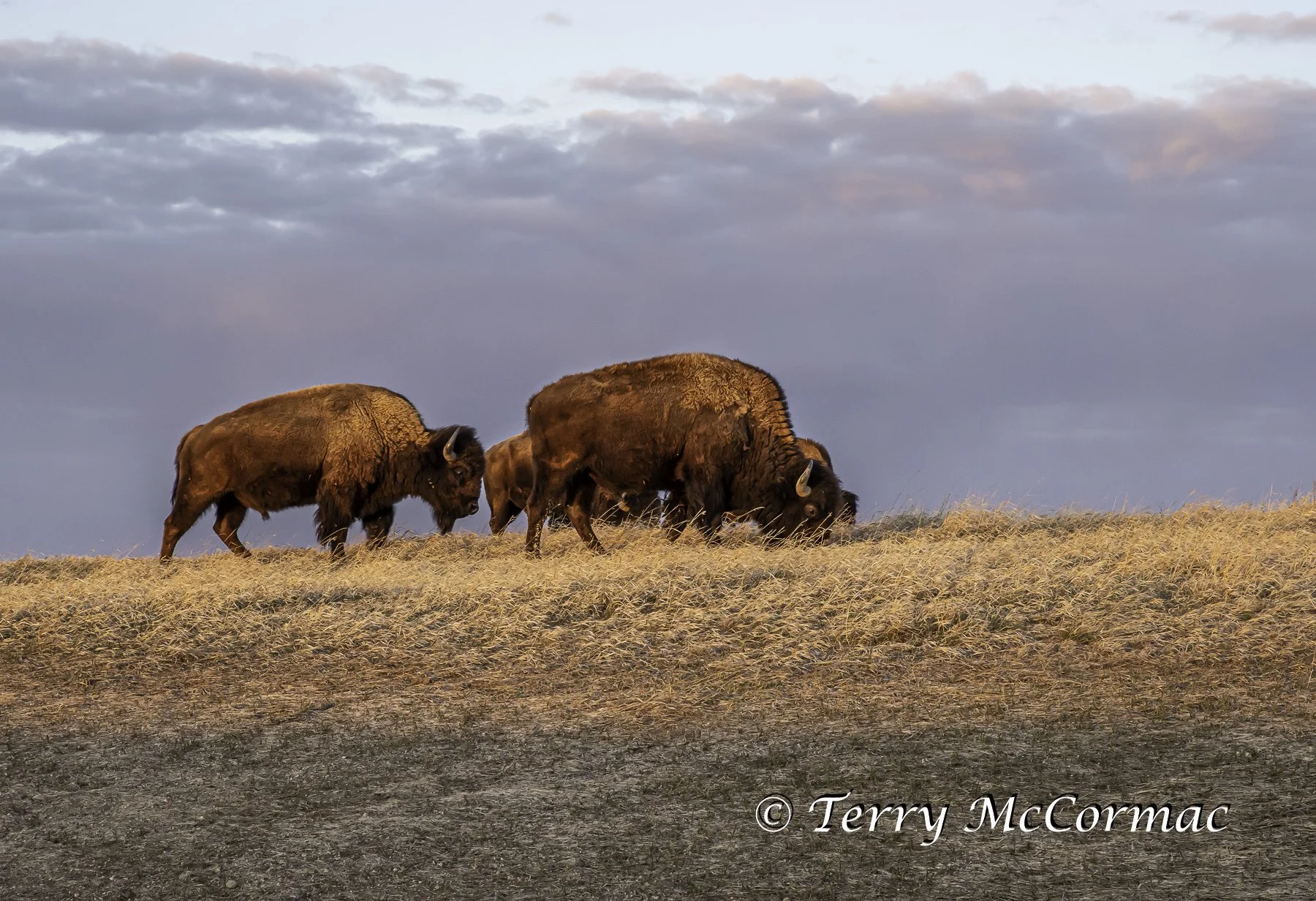 "Bison Light" Bison Badlands National Park, SD