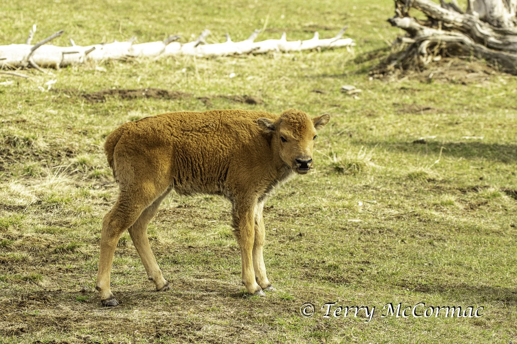 Bison Calf "red dog" Yellowstone National Park, WY