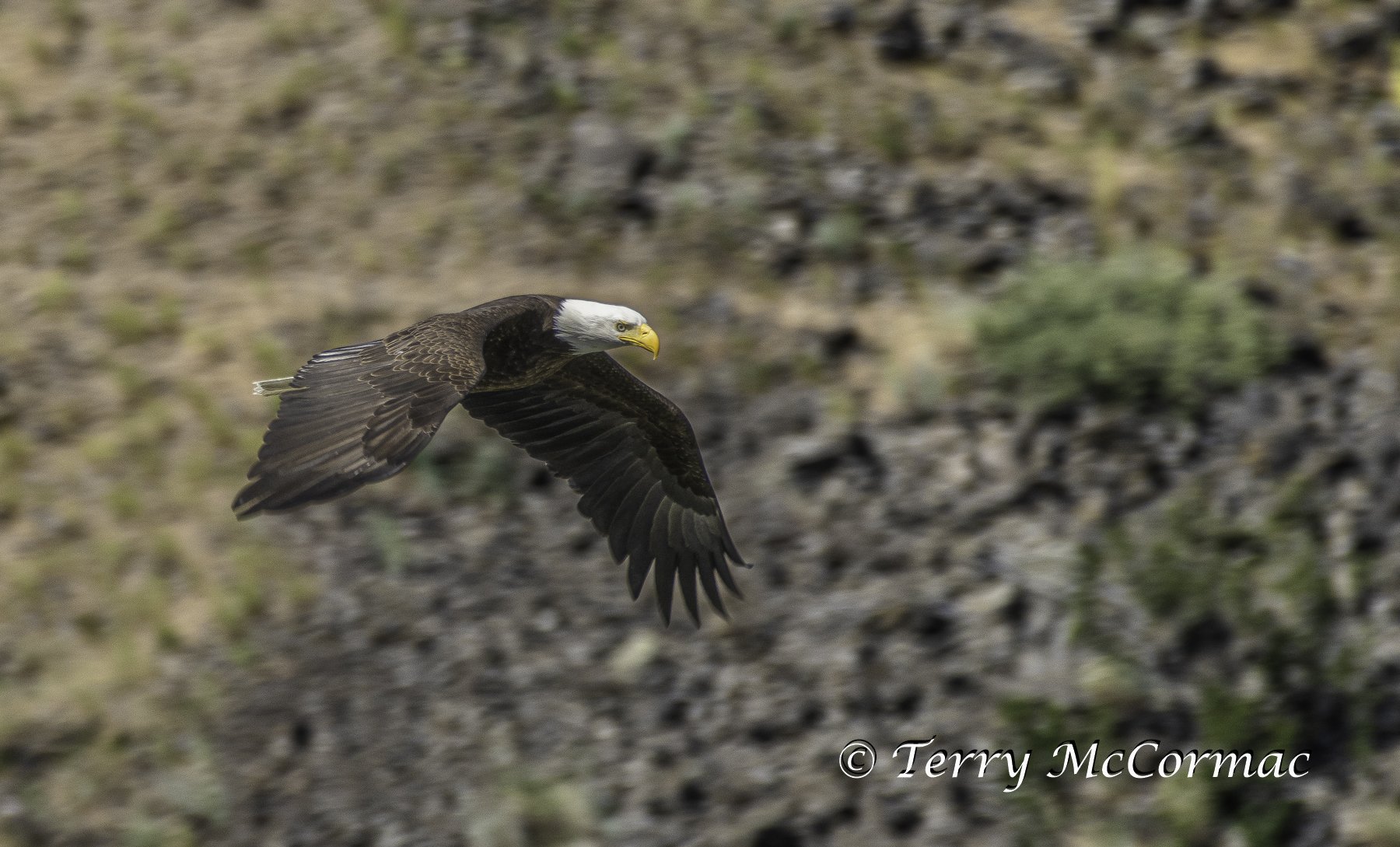 Bald Eagle Flying, Yakima Canyon, WA