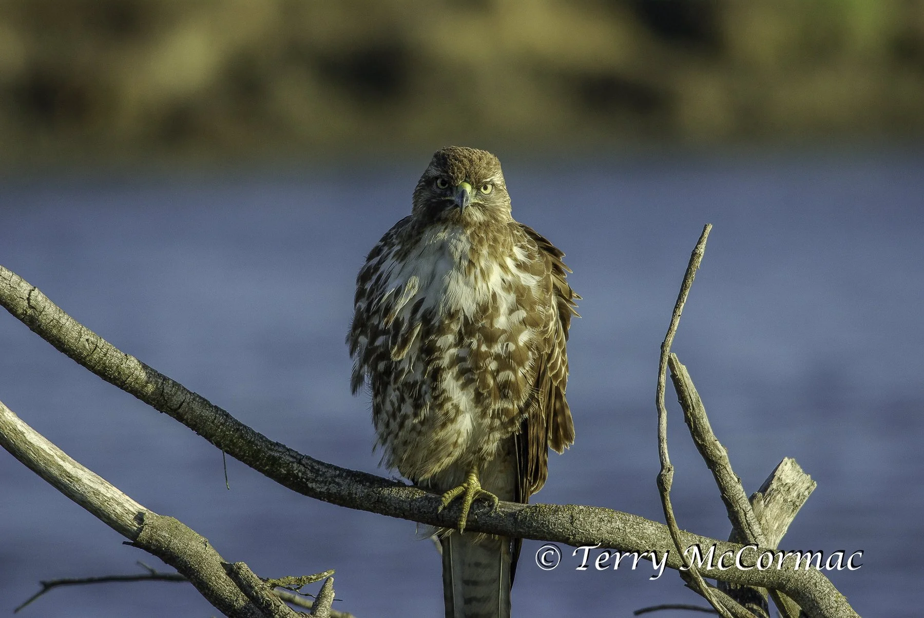 Red-tailed Hawk, Moss Landing, CA
