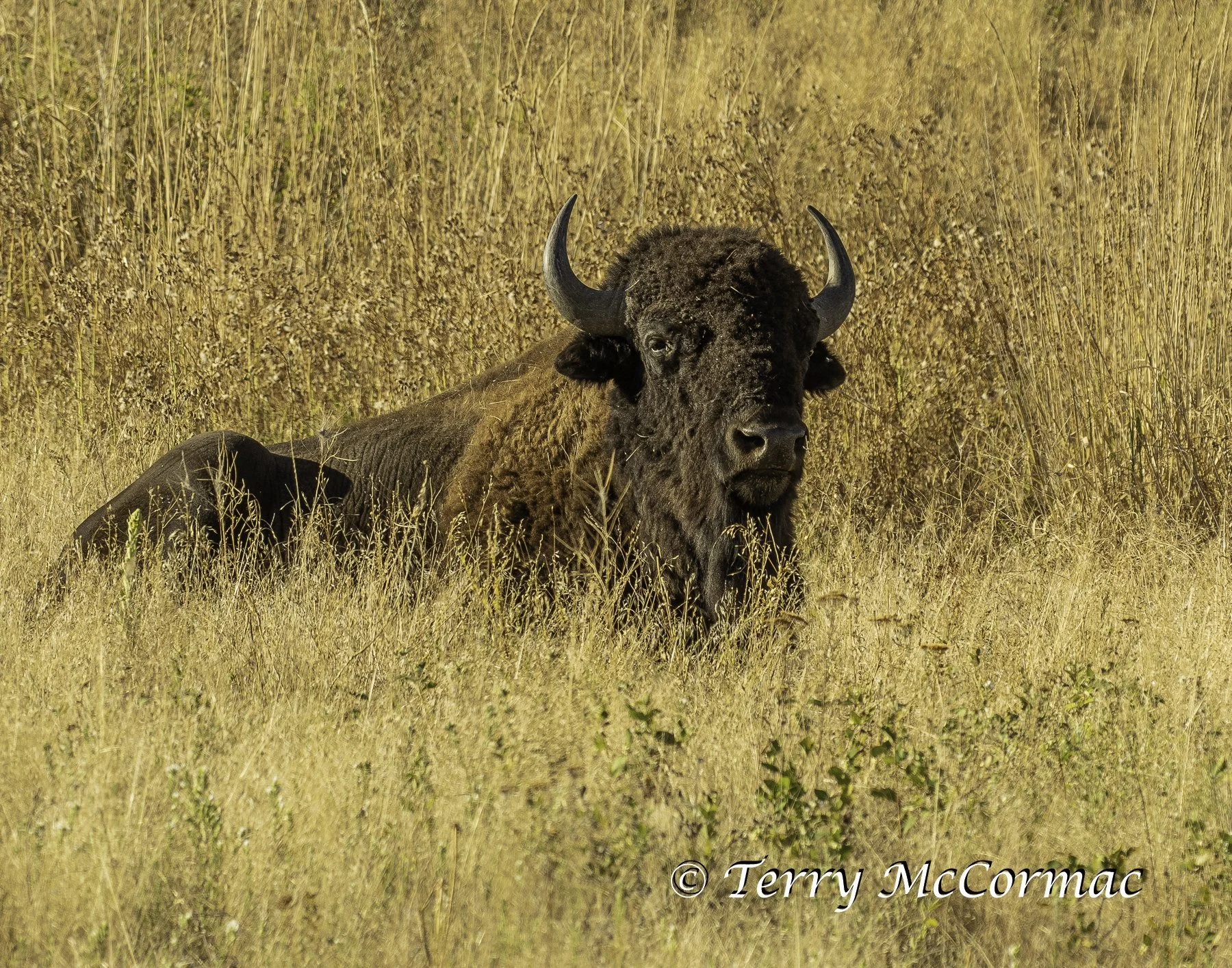 Bison "Buffalo"