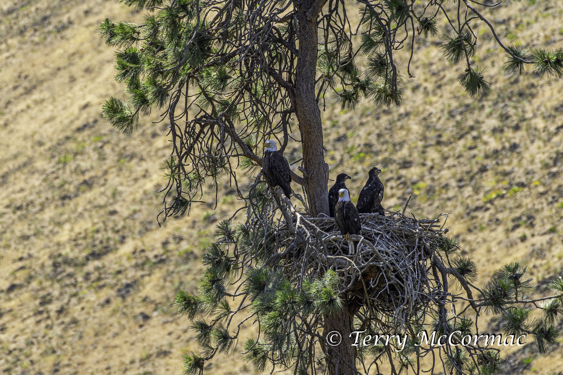 Bald Eagle Nest with young, Yakima Canyon, WA