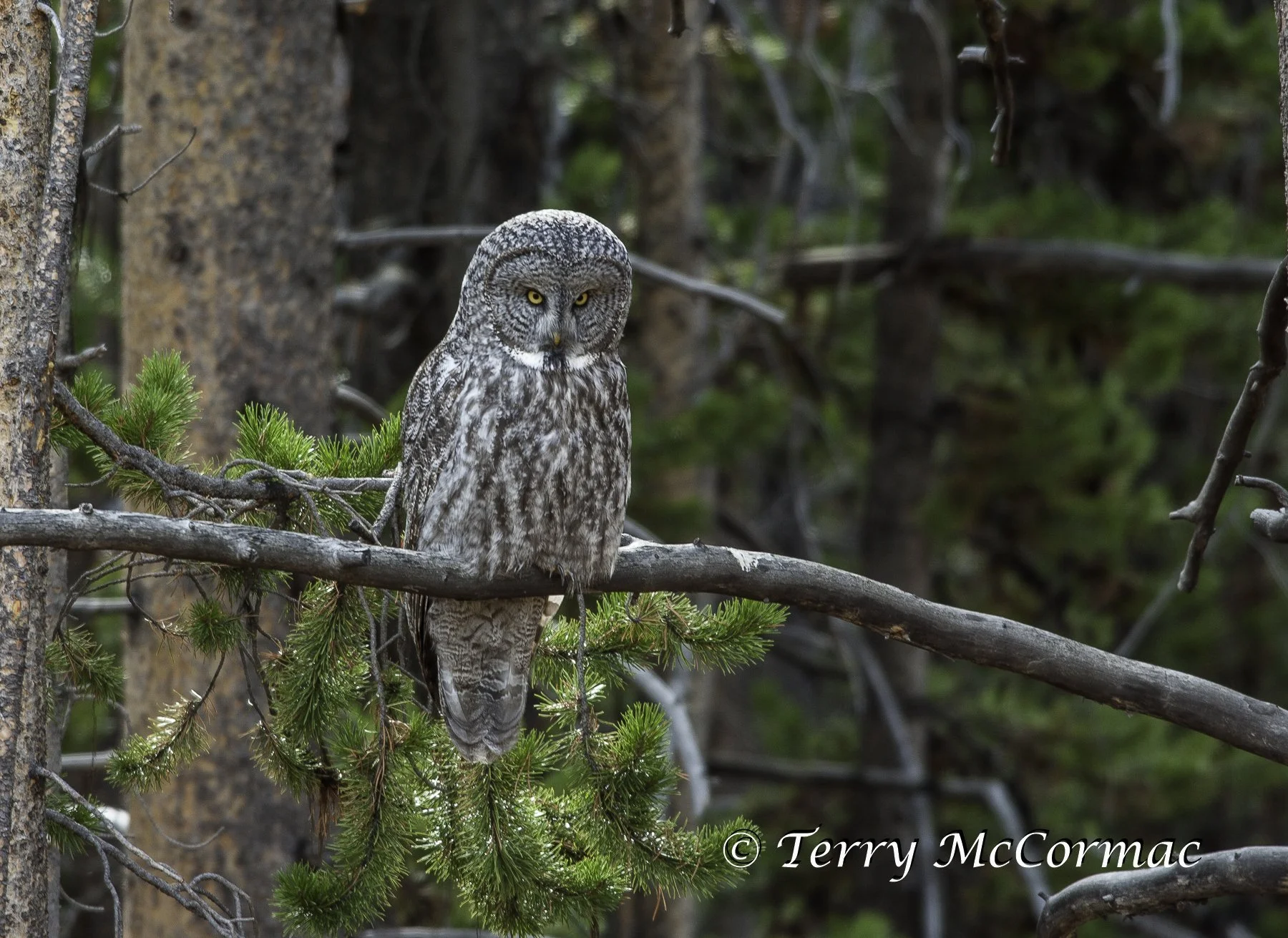 Great Gray Owl , Yellowstone National Park, WY