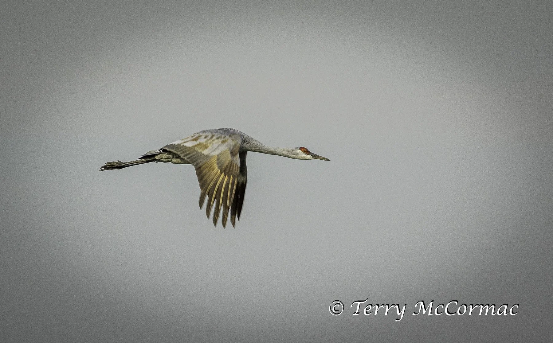 Sandhill Crane Merced National Wildlife Refuge, CA