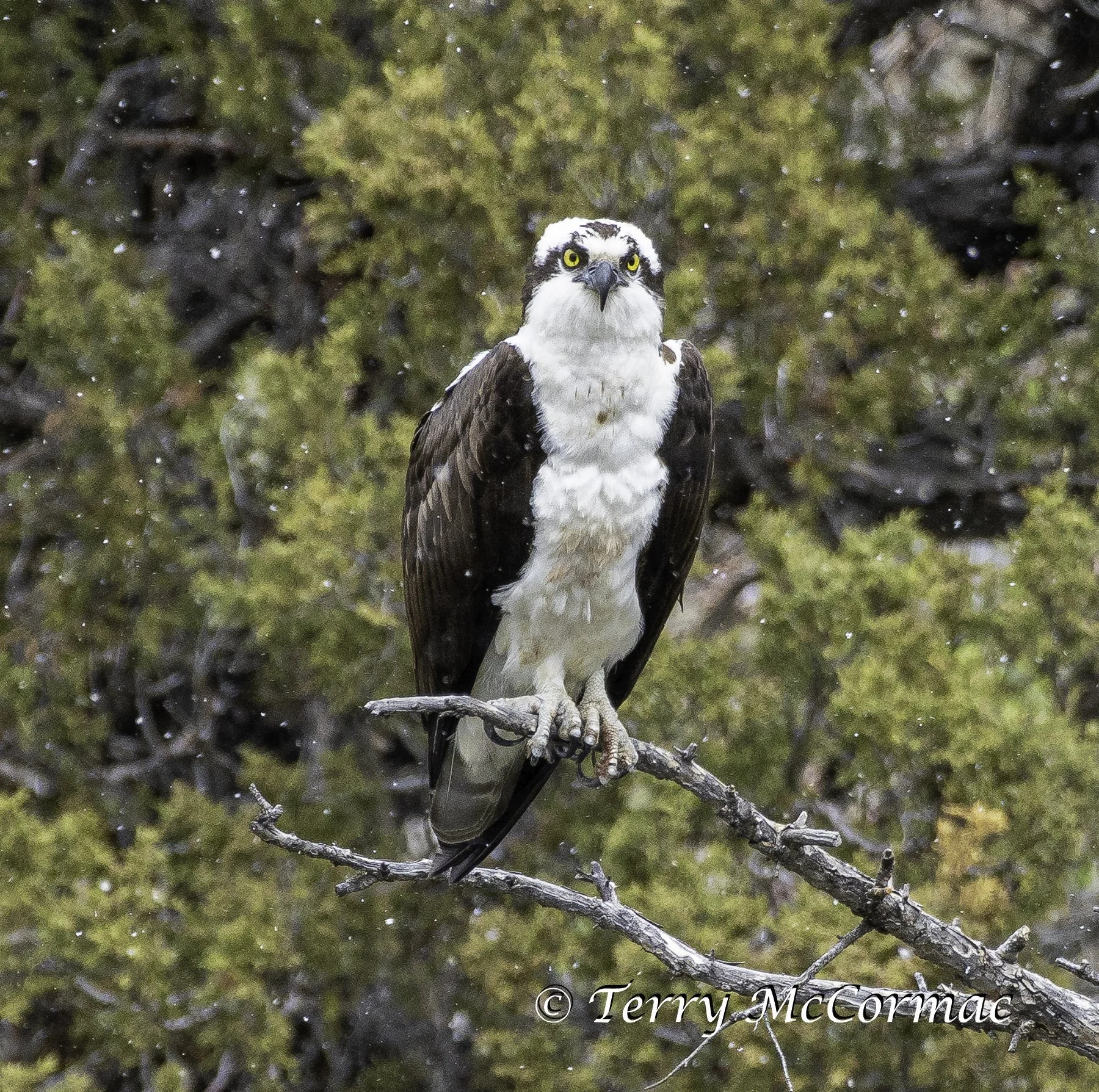 Osprey, Yellowstone National Park, WY
