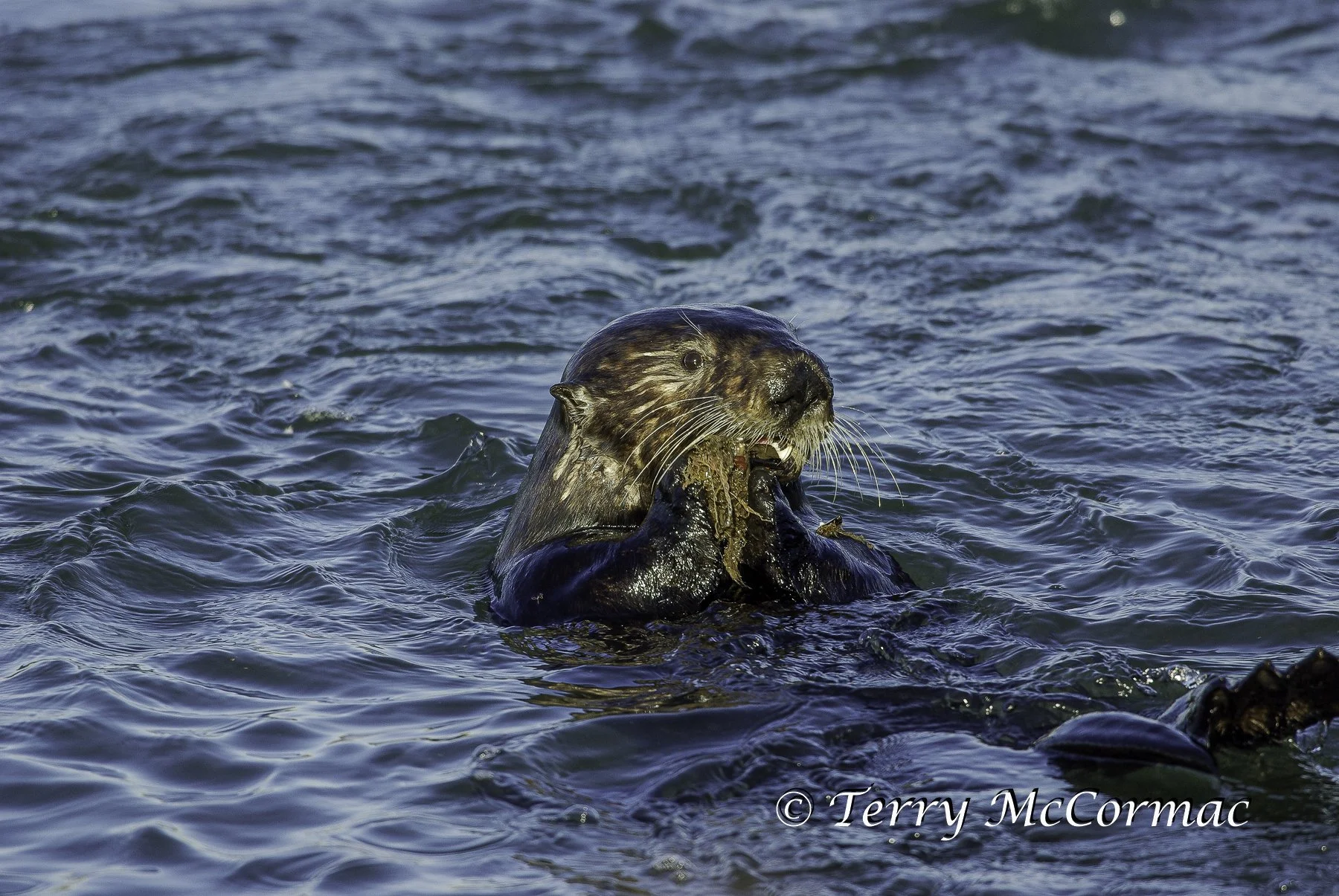 Sea Otter eating shell fish, Moss Landing, CA