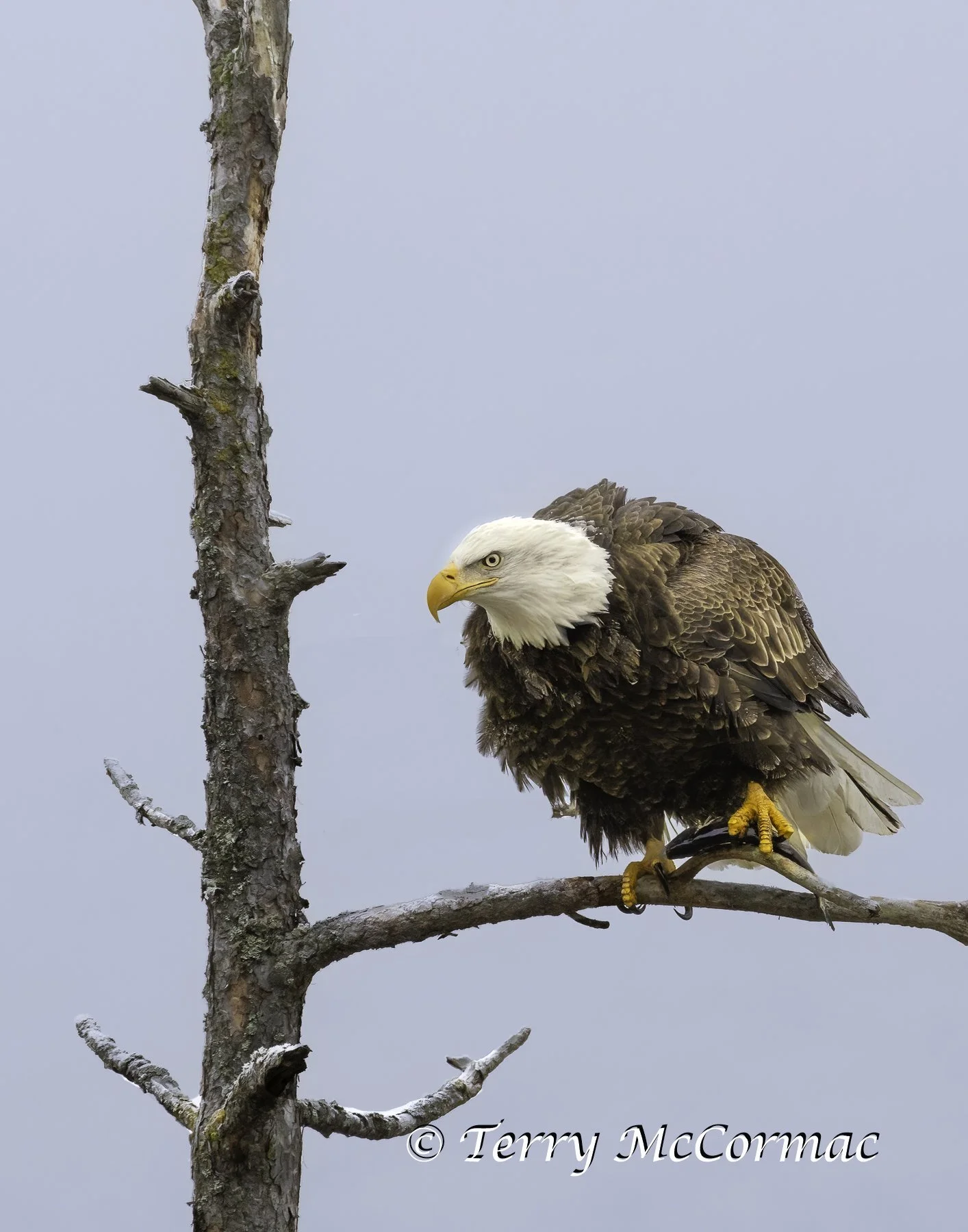 Adult Bald Eagle, Lake Coeur d'Alene, Idaho
