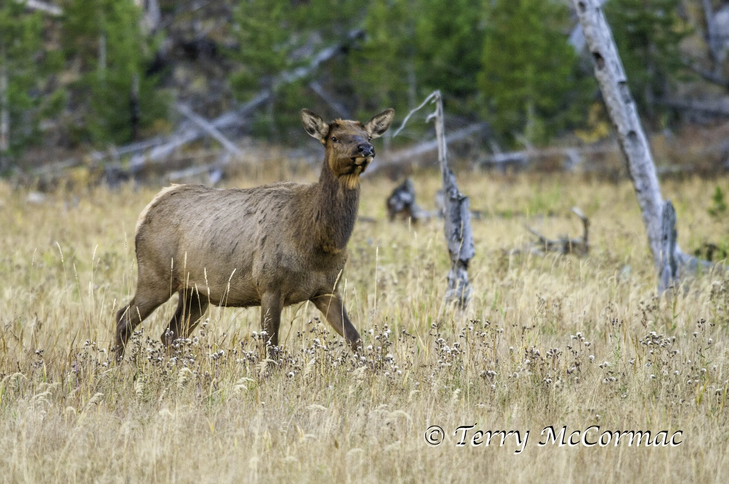 Cow Elk Yellowstone National Park