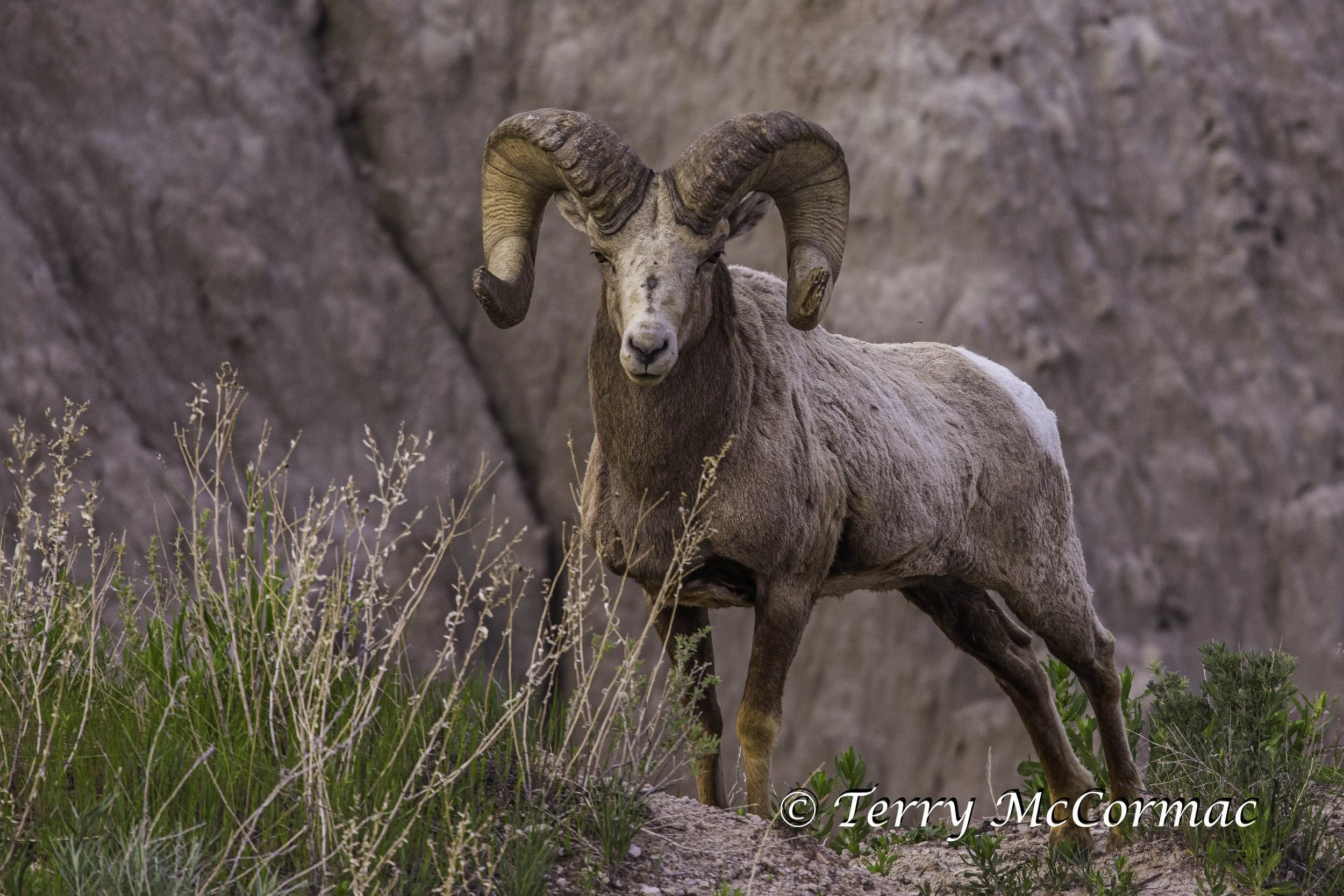 Rocky Mountain Bighorn Ram, Badlands National Park, SD