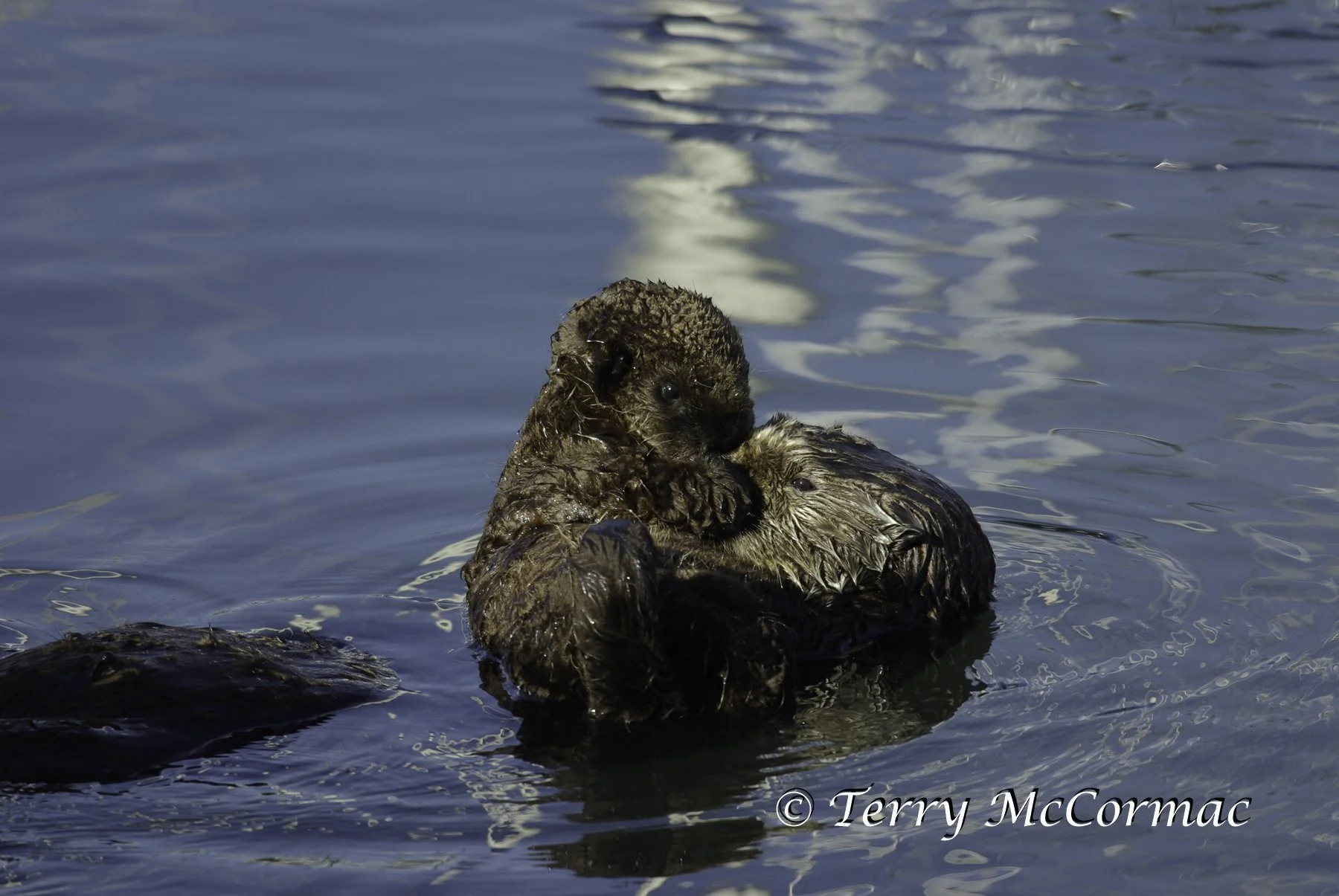Young Sea Otter eating shell fish, Moss Landing, CA