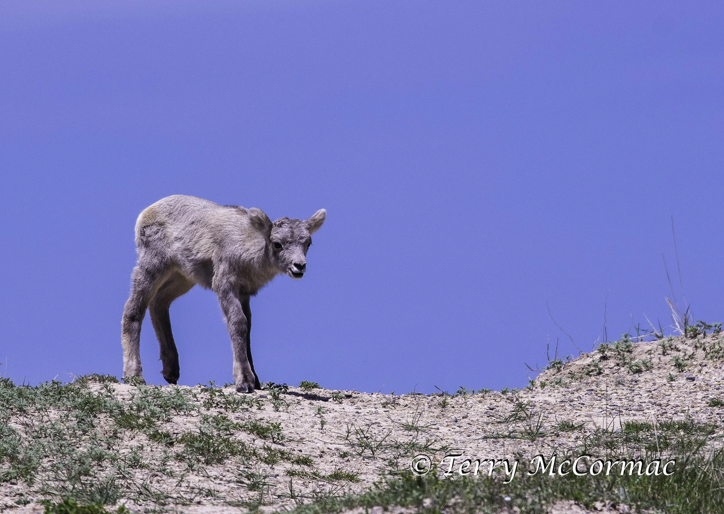 Young Bighorn Sheep, Badlands National Park, SD