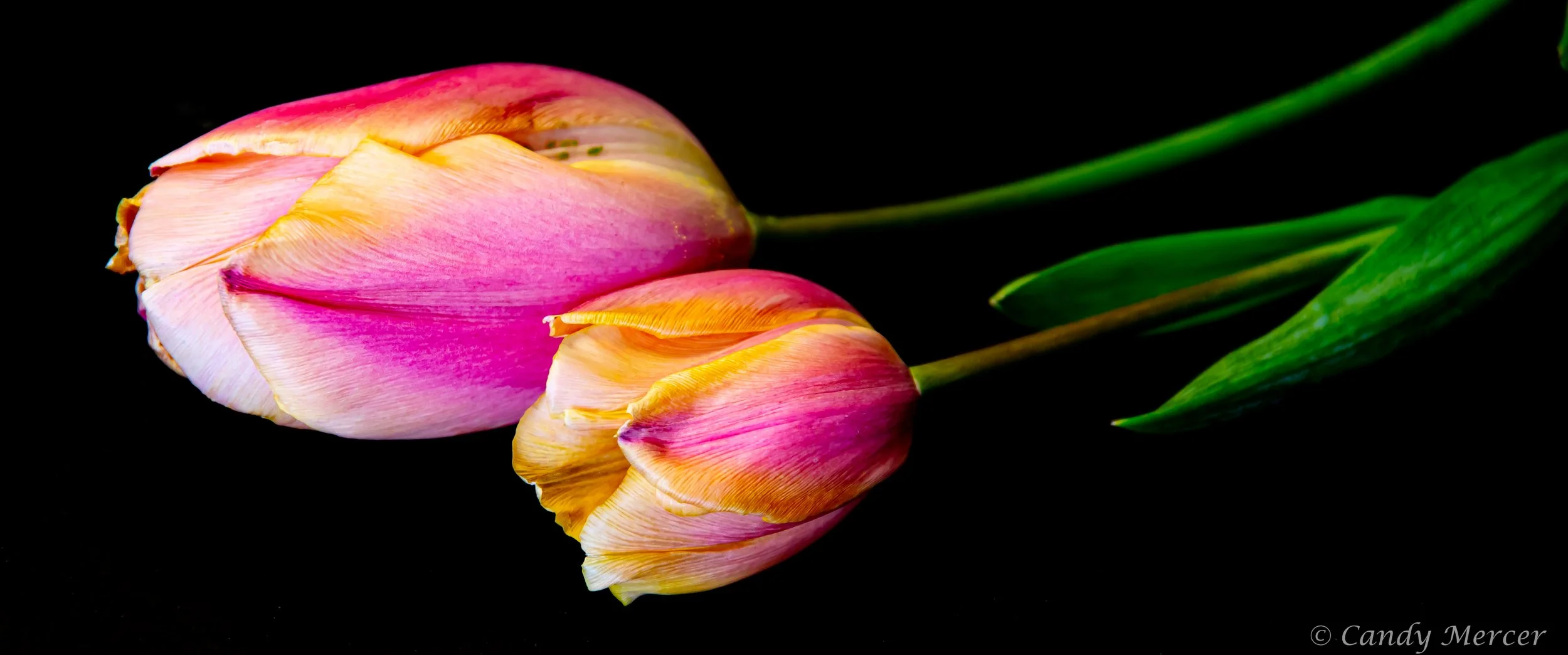 tulips