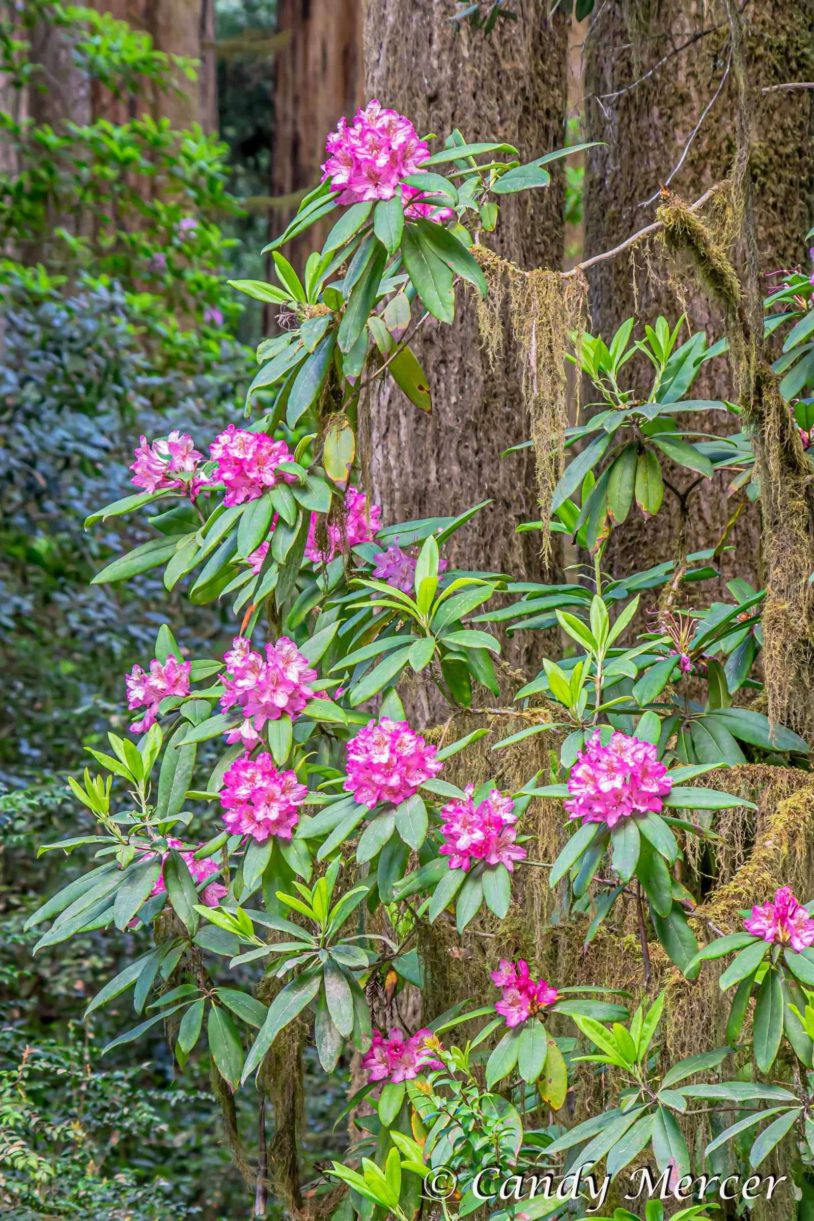 Redwood N.P., California