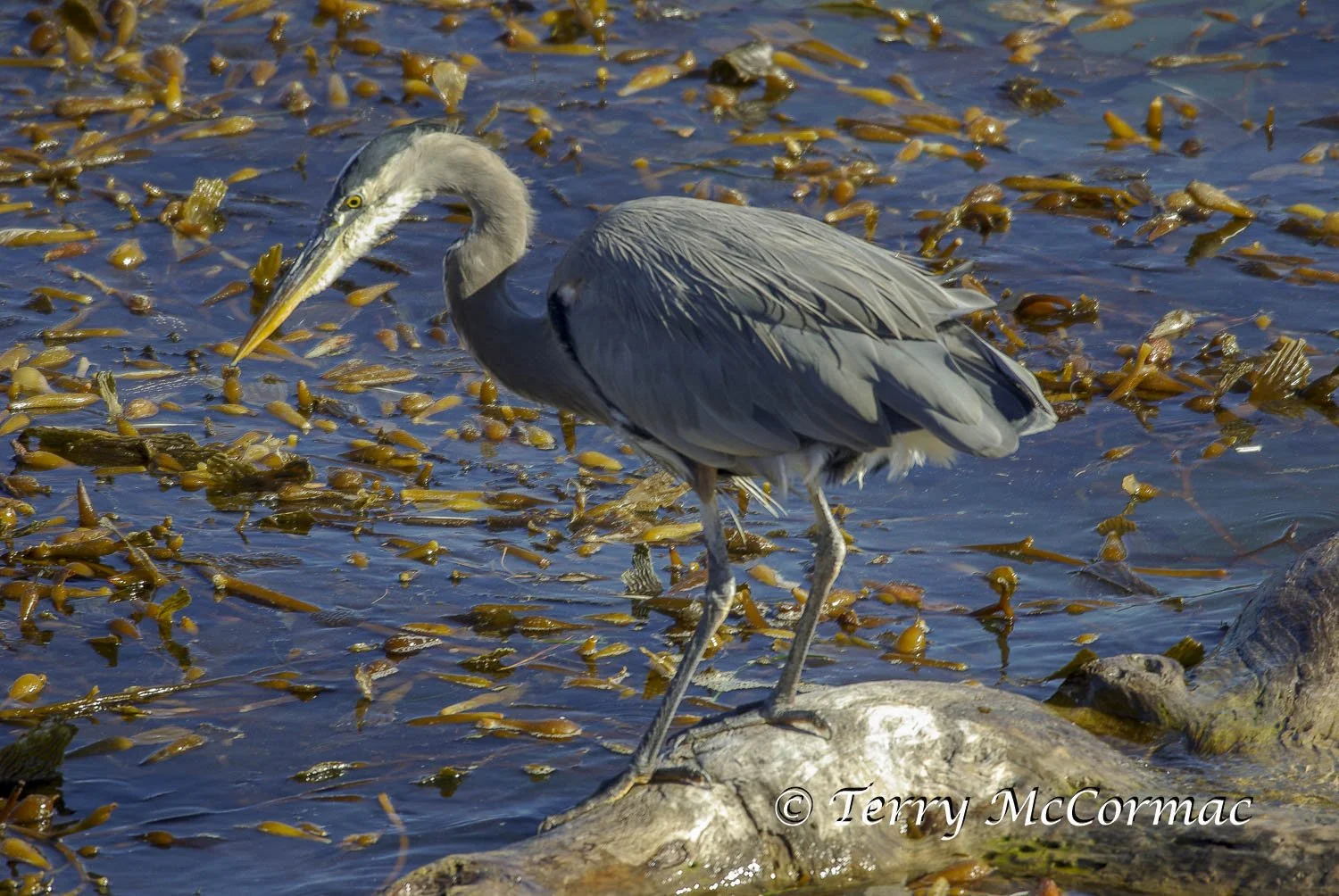 Great Blue Heron, Point Lobos State Reserve CA