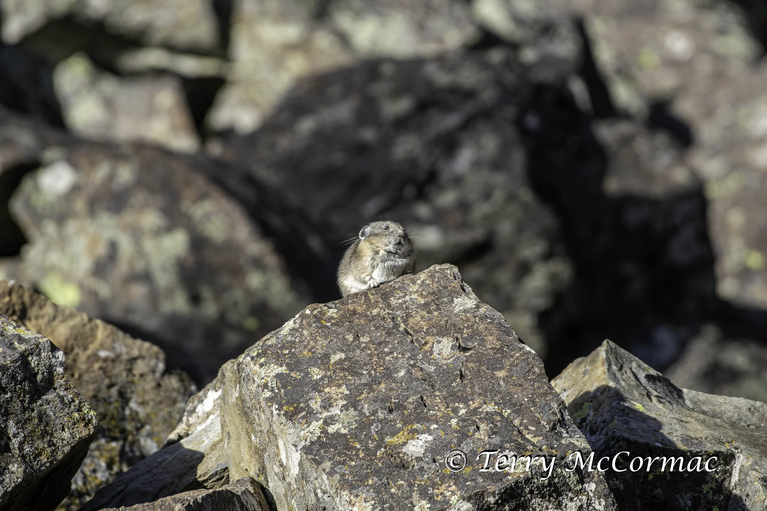 Pika, Yellowstone National Park, WY